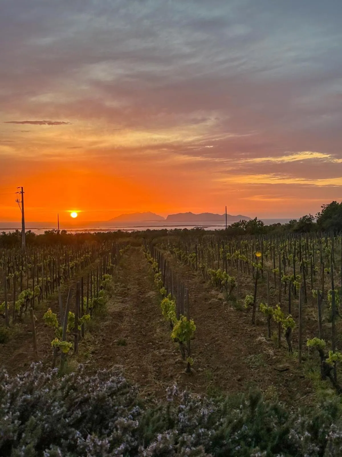 Agriturismo Baglio Donnafranca Wine Resort