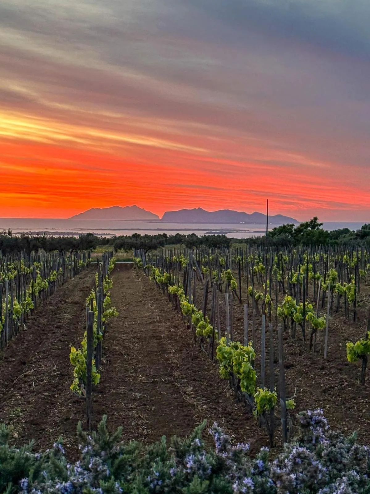 Agriturismo Baglio Donnafranca Wine Resort