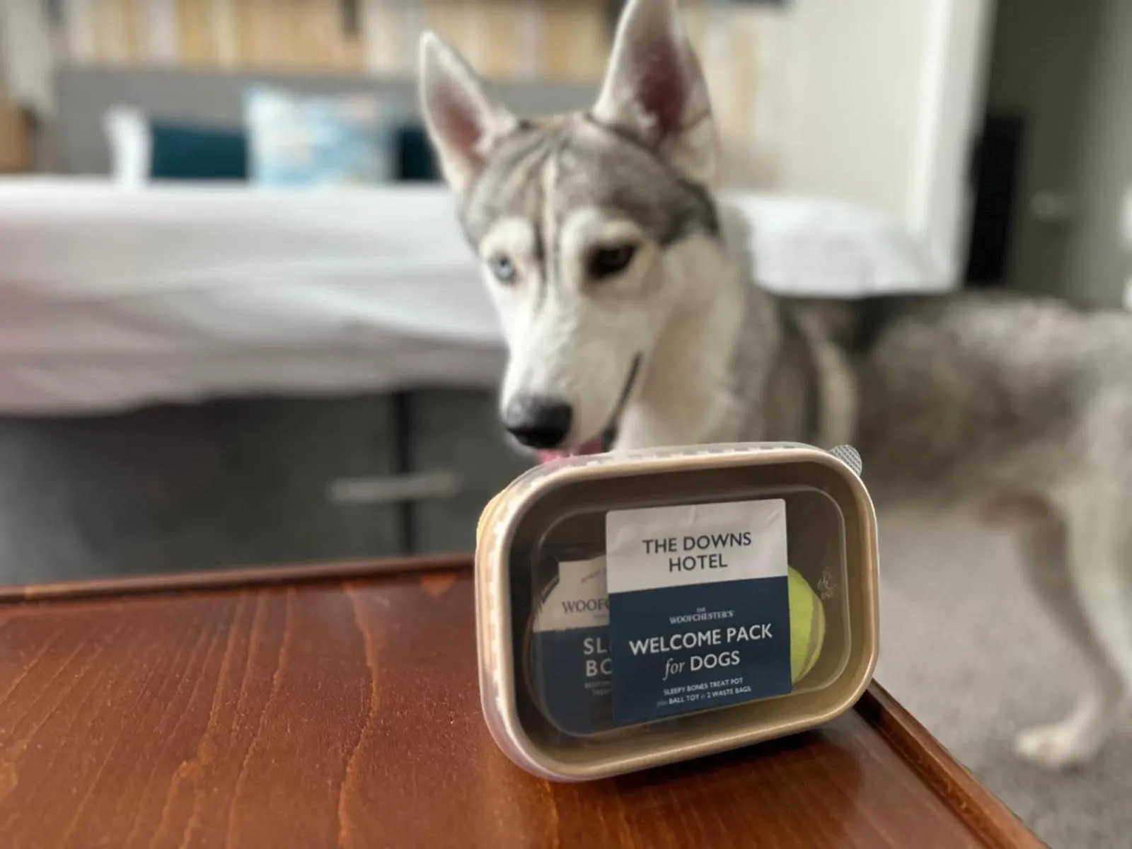 Animals in Downs Hotel