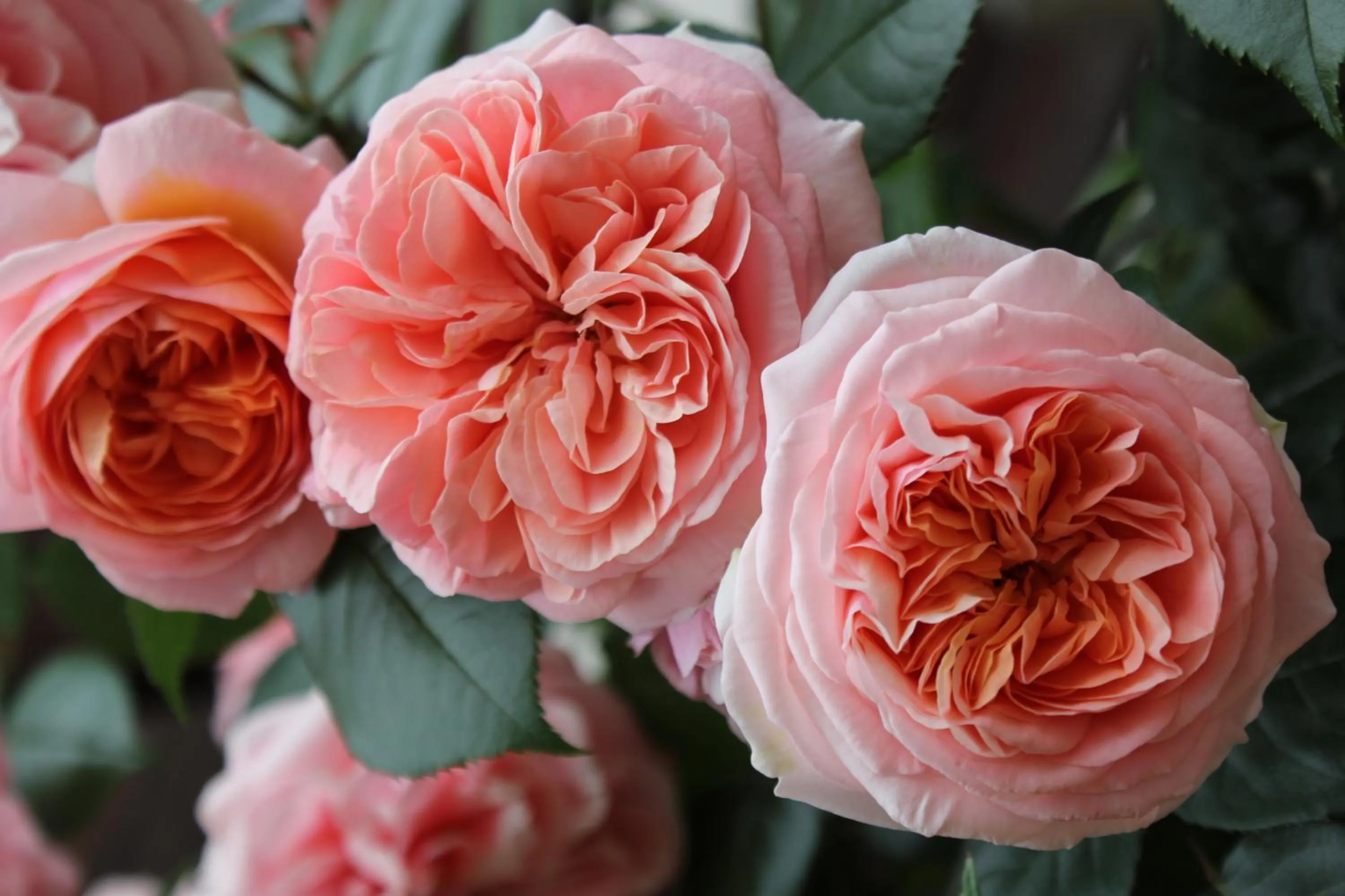 Day in Albergo Residence Italia Vintage Hotel