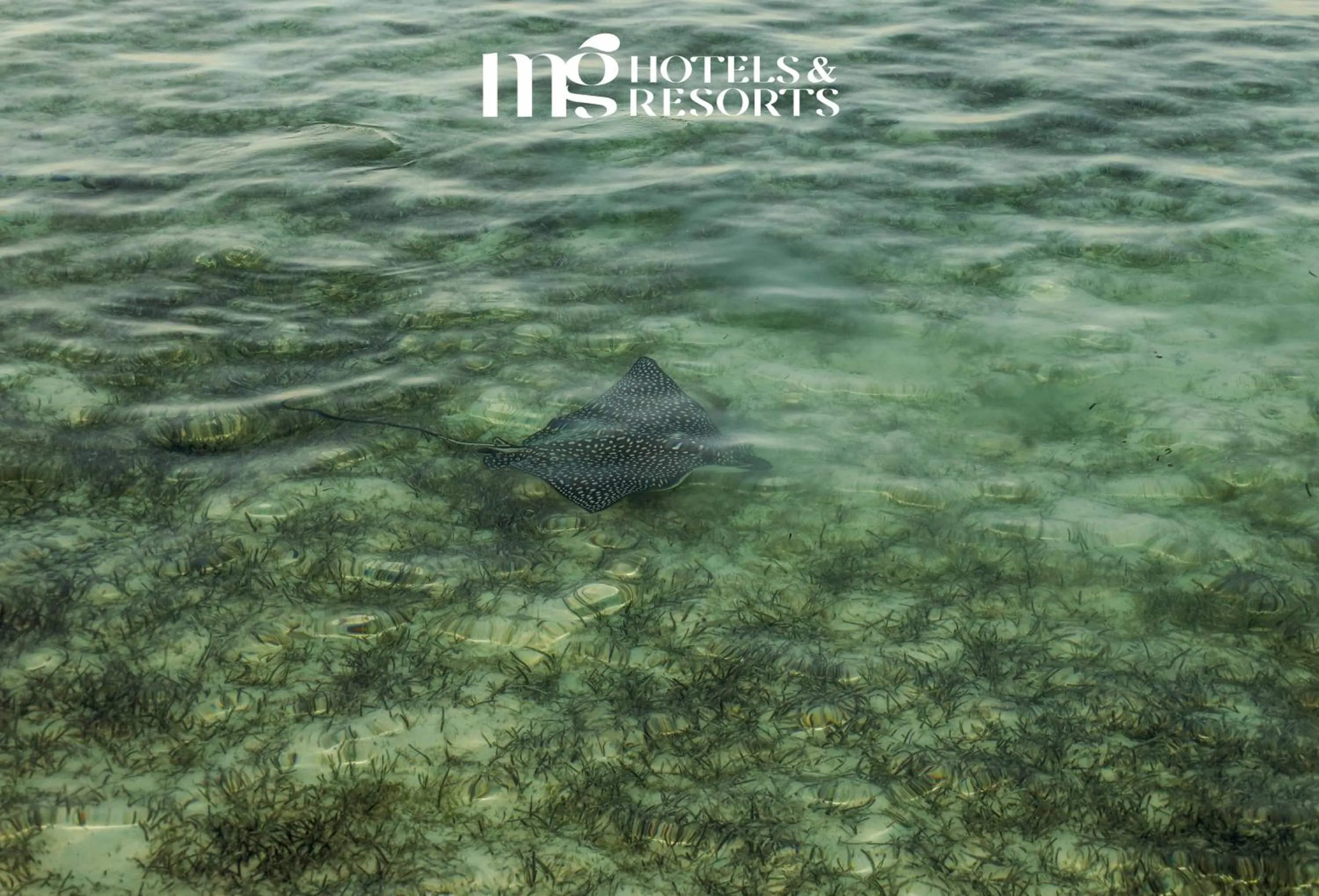 Diving in MG Alexander The Great Hotel