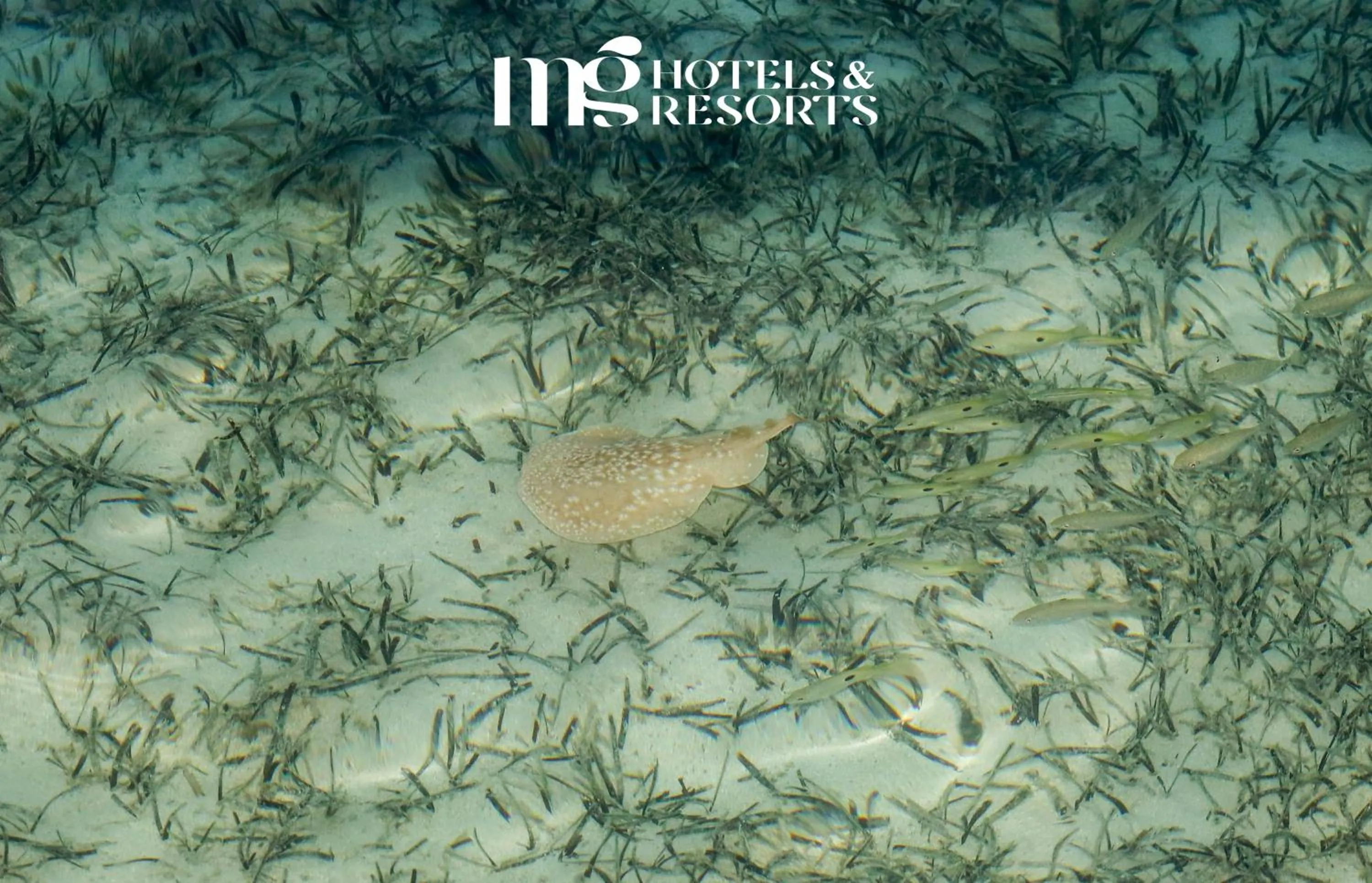 Diving in MG Alexander The Great Hotel