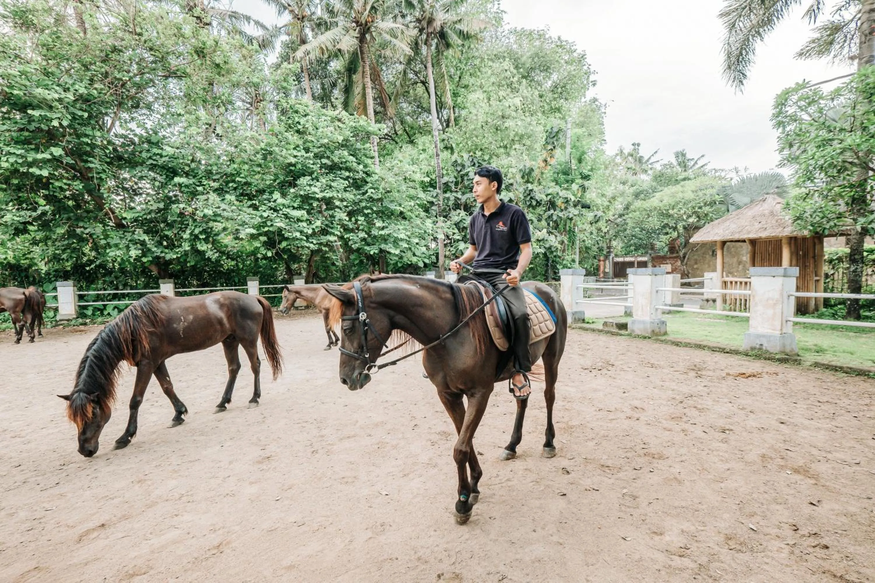 Horse-riding in Kayangan Saba Villa
