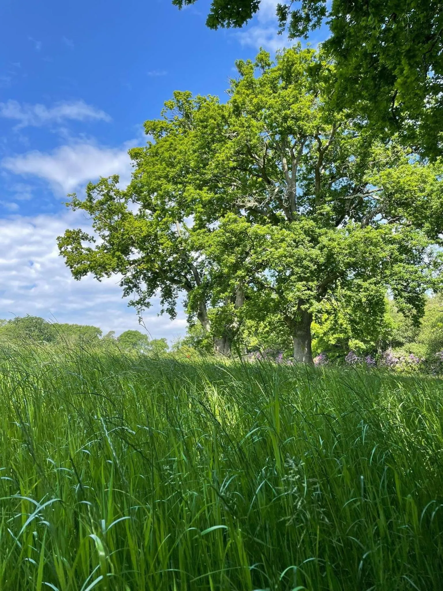 Garden in The Retreat New Forest