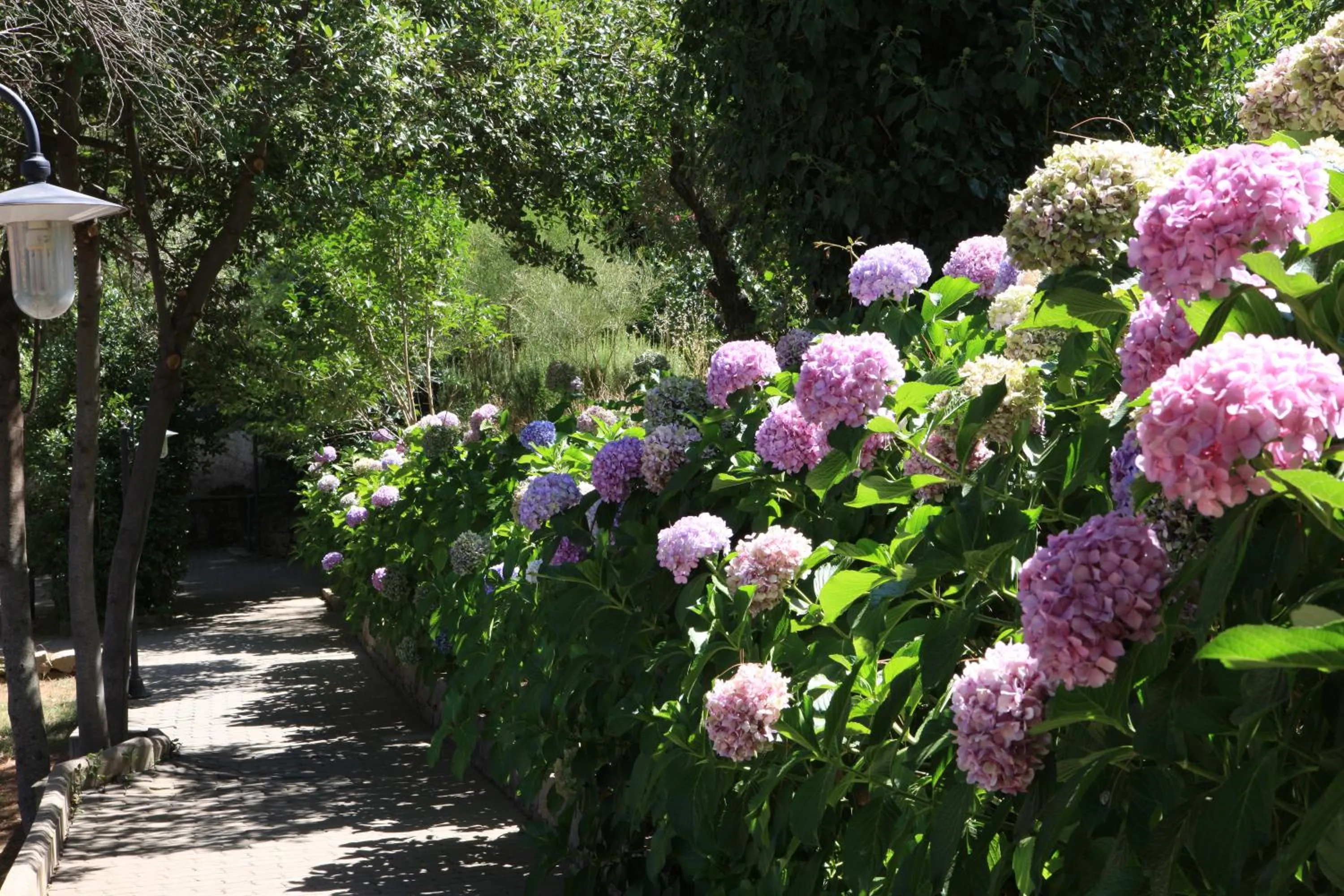 Garden in Hotel Villa Selene