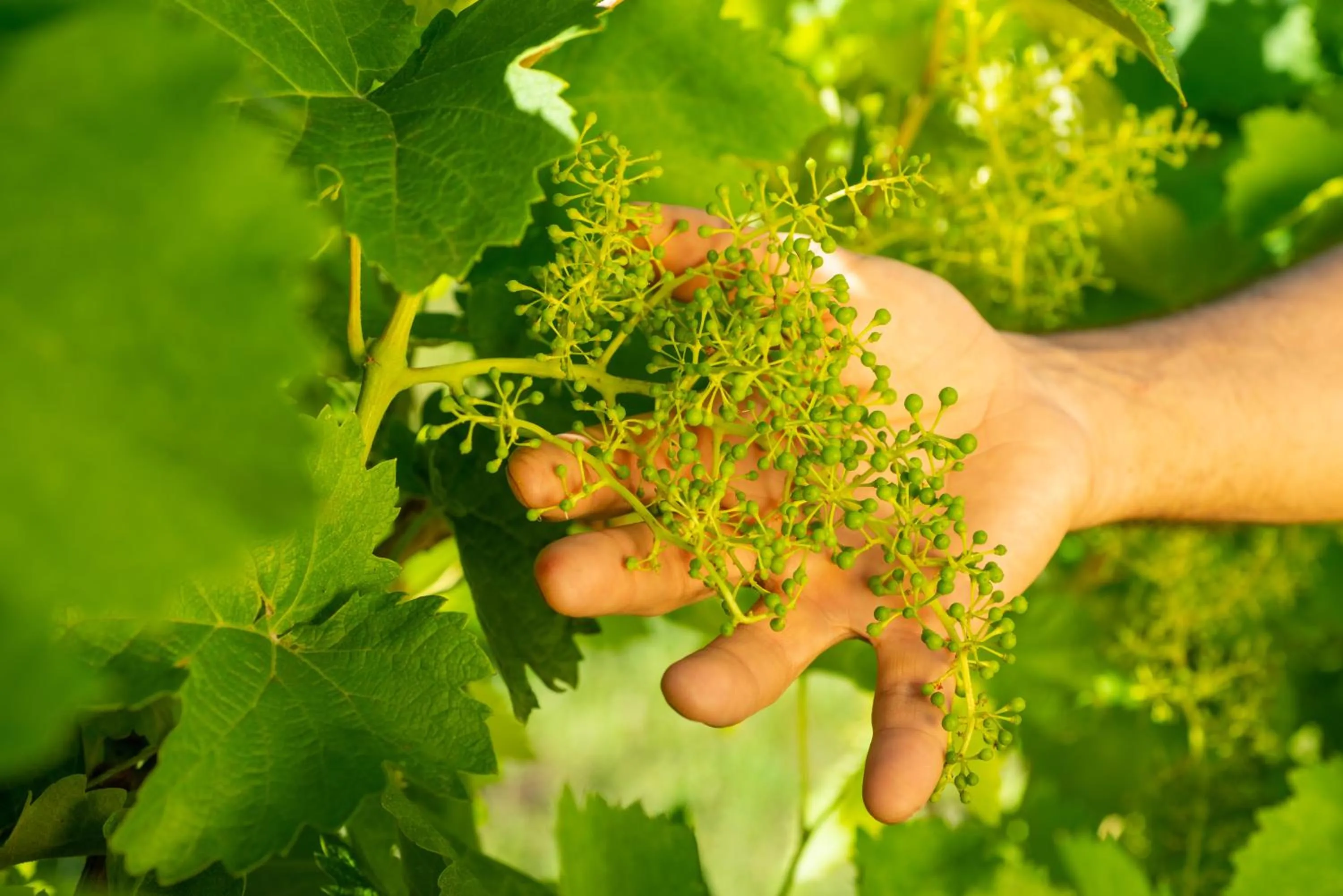 Day in Relais La Dolce Vite