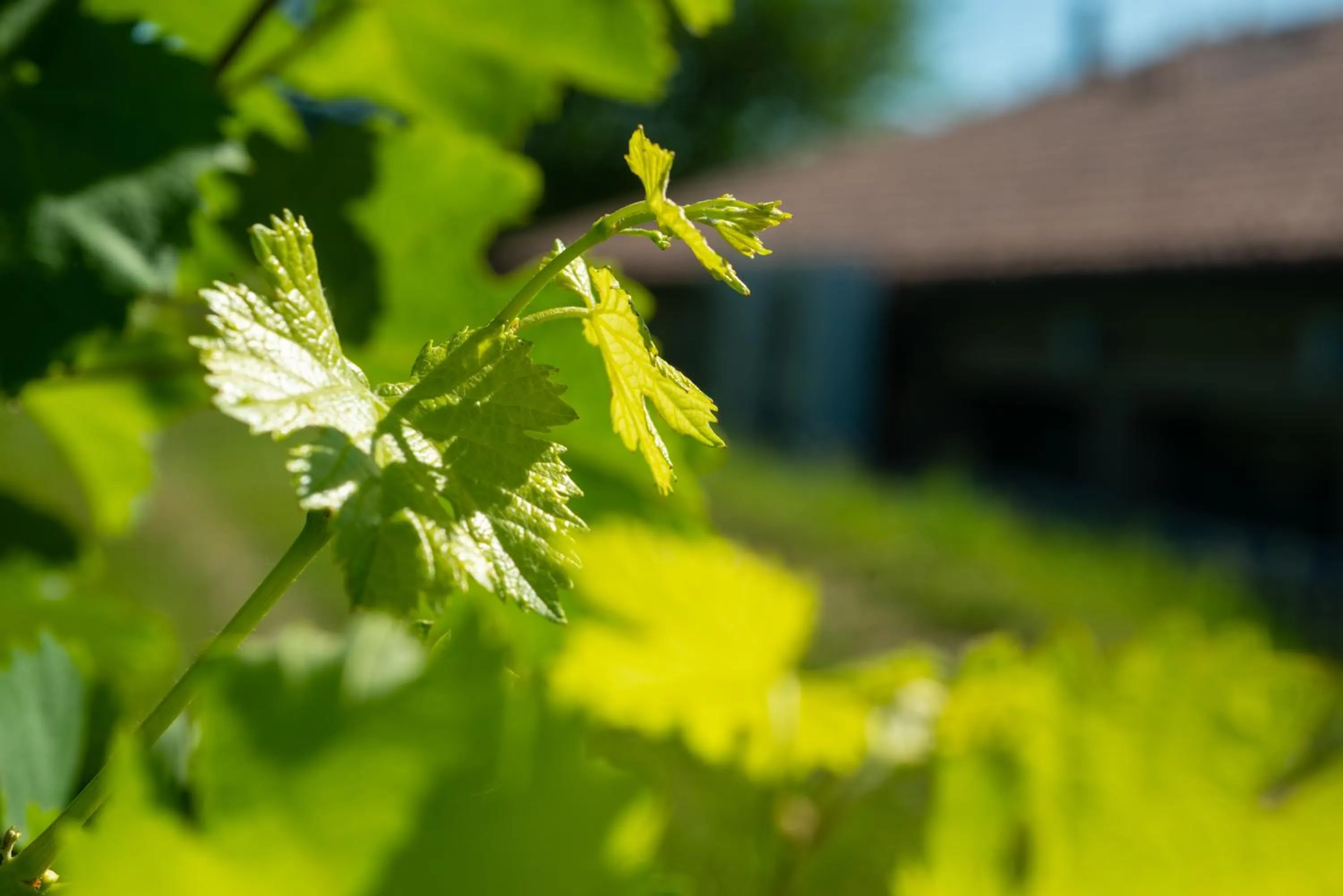 Garden in Relais La Dolce Vite