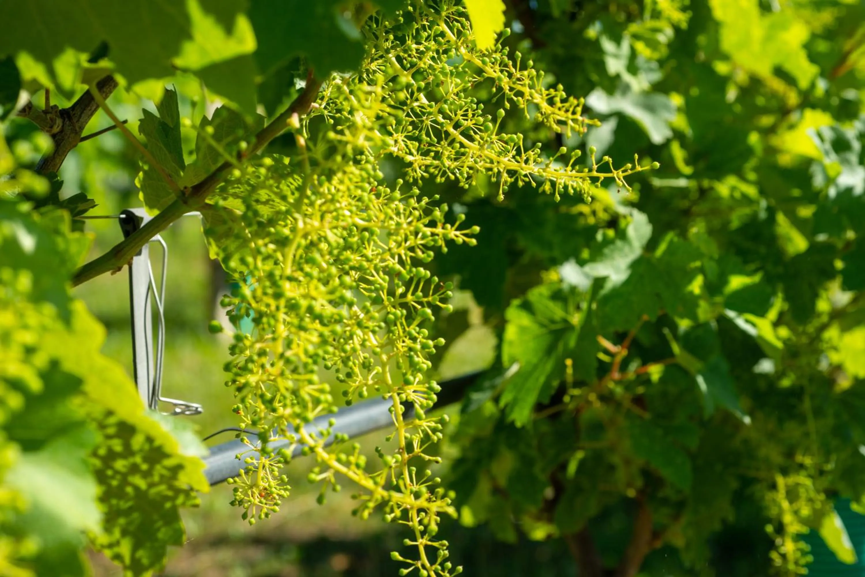 Natural landscape in Relais La Dolce Vite