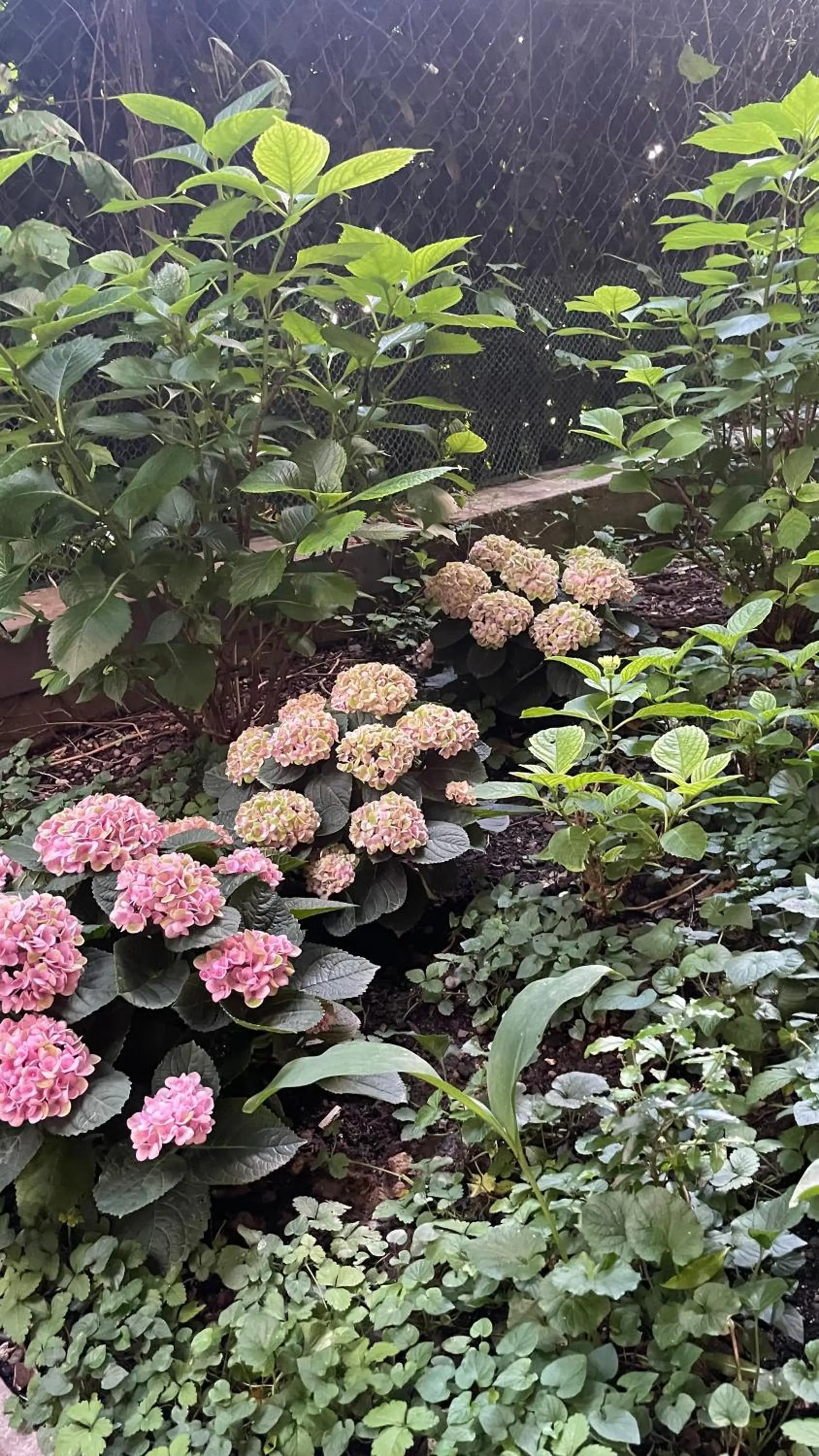 Garden in Hotel Colombia