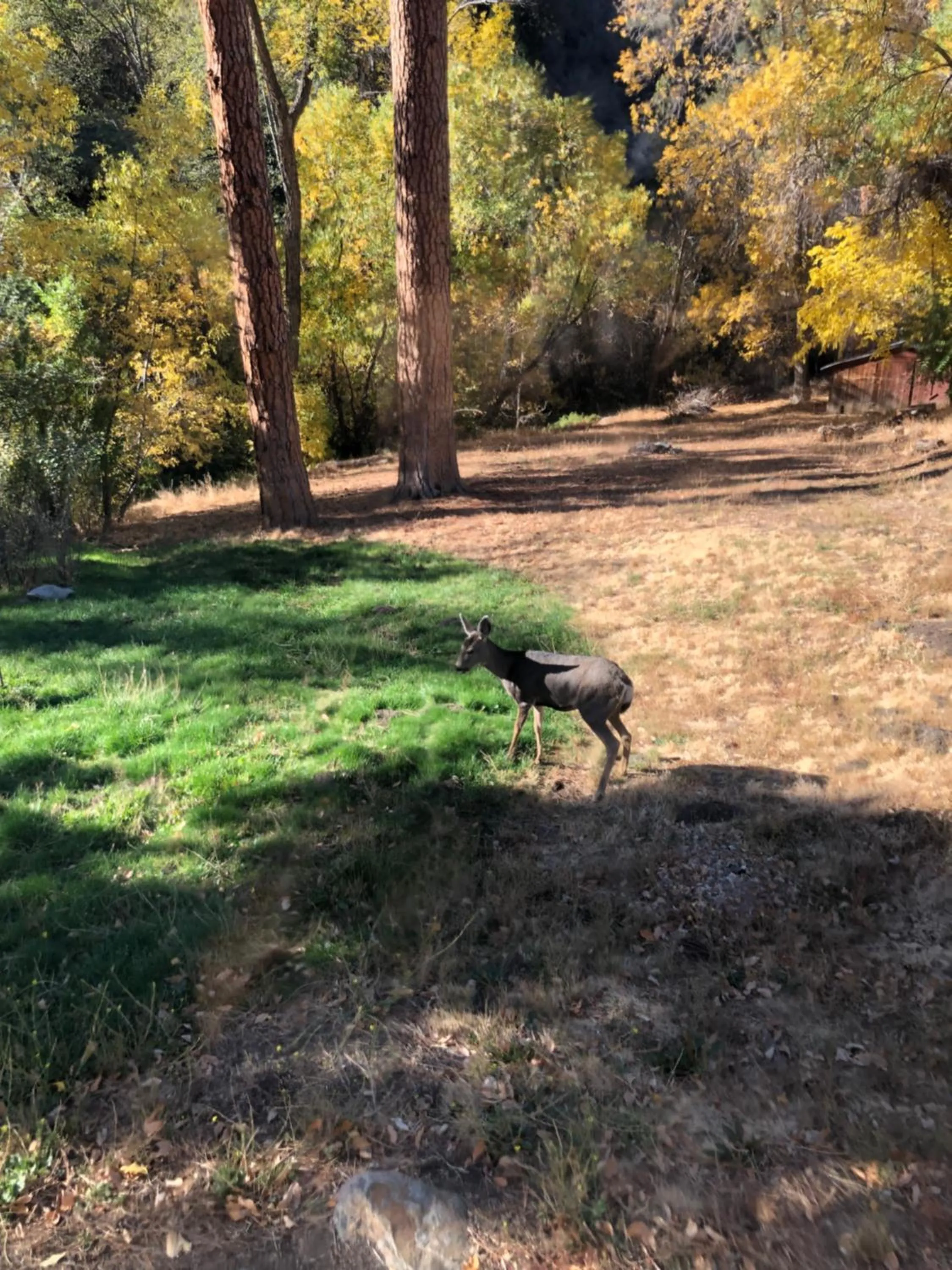 Natural landscape in Quiet Mind Lodge, Spa & Retreat Sequoias