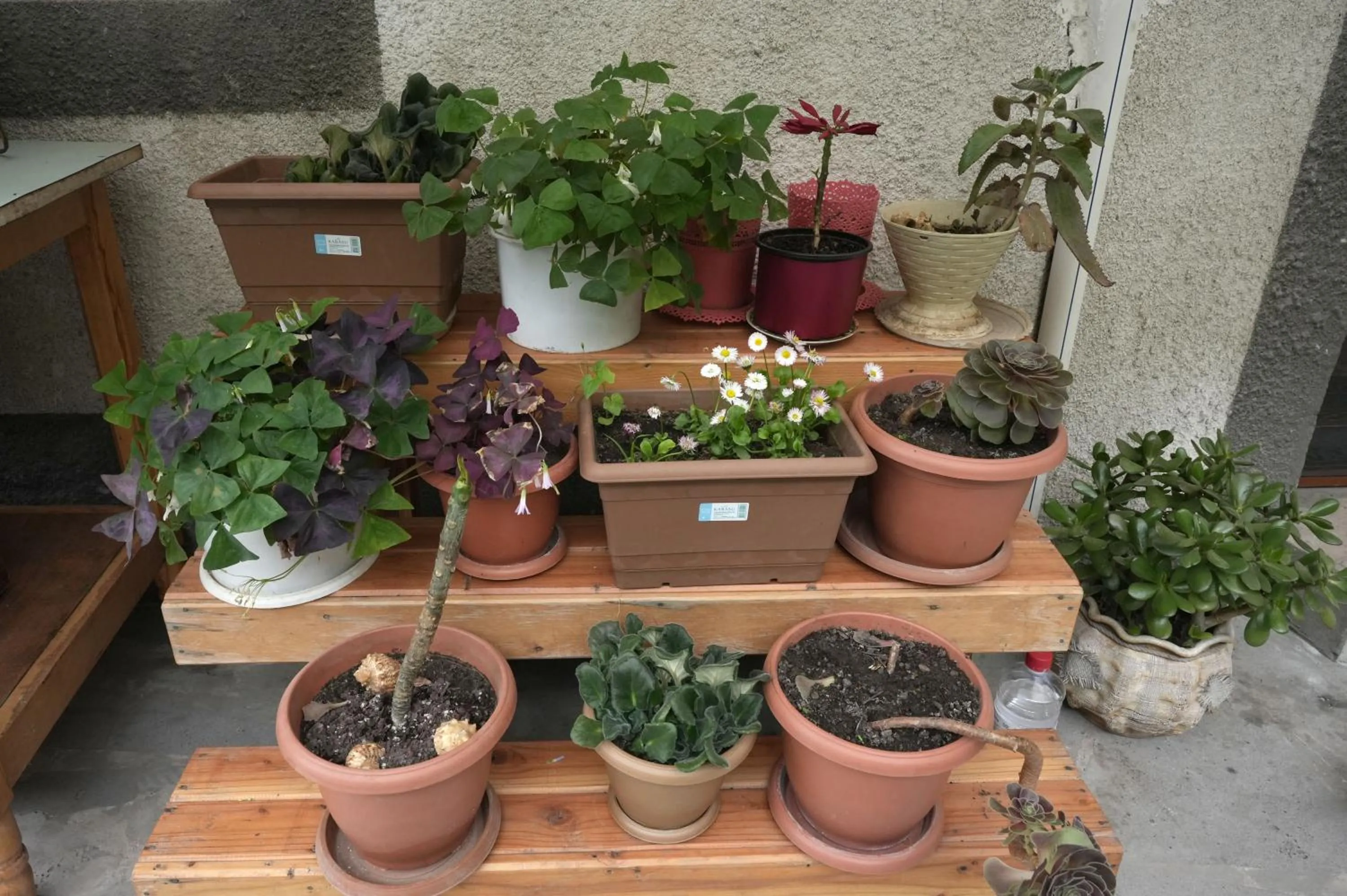 IRIS B&B in DEBED CANYON