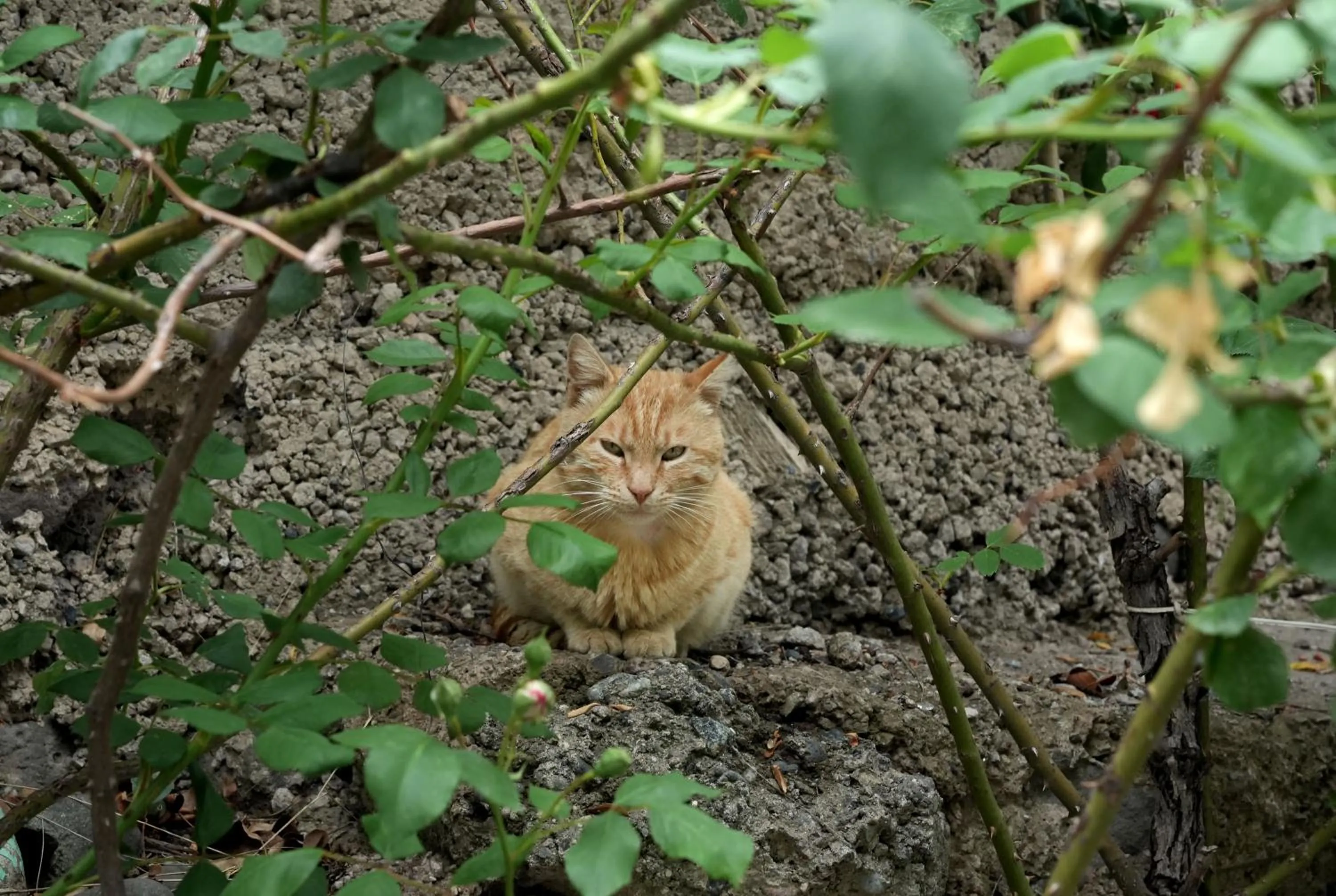 IRIS B&B in DEBED CANYON