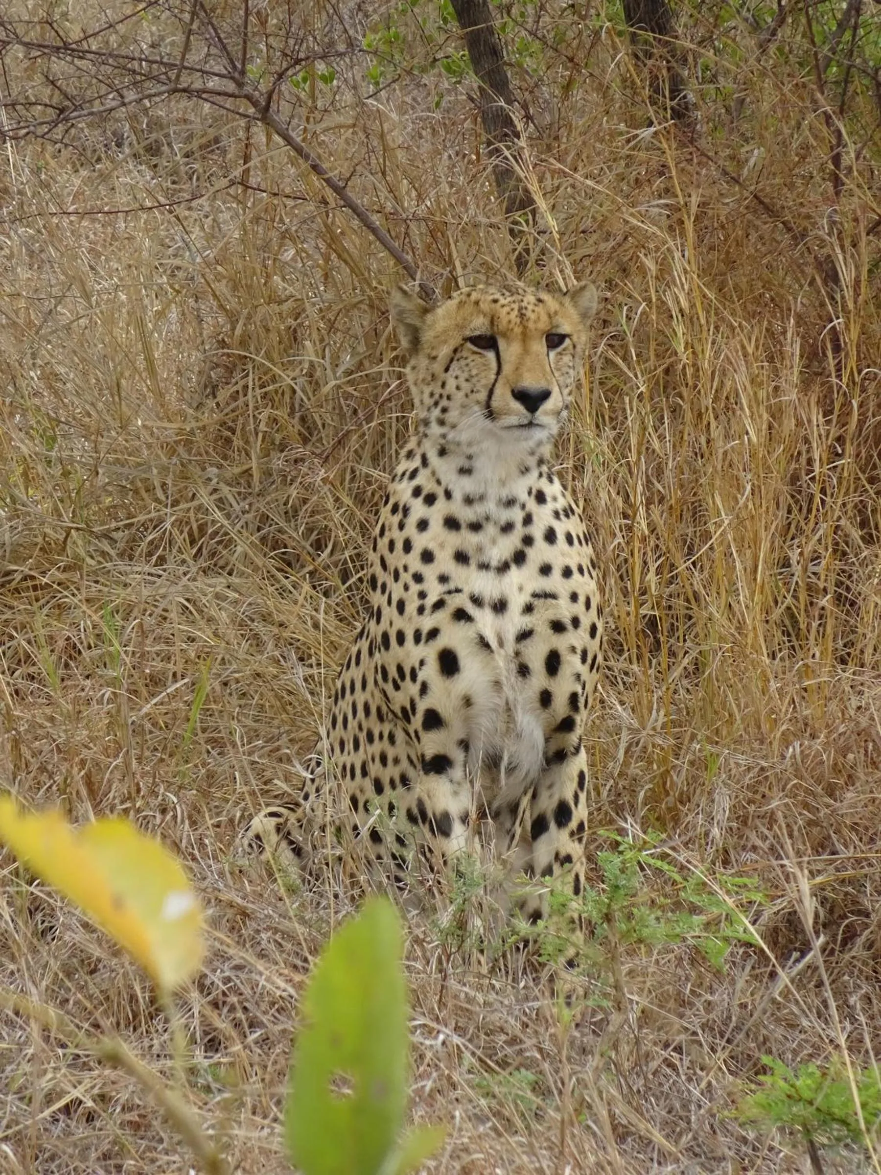 Animals in The Wild Olive Tree Camp