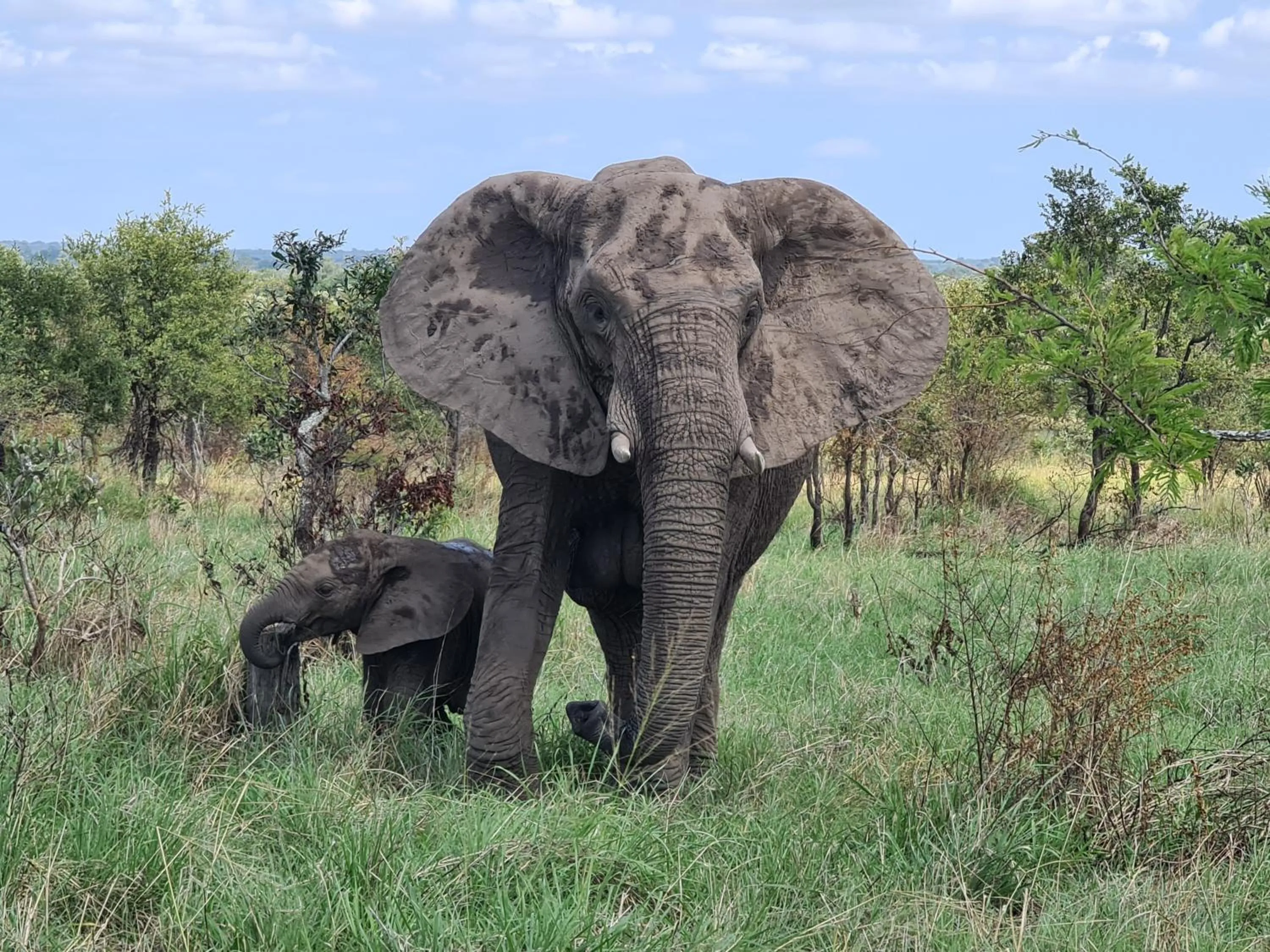 Animals in The Wild Olive Tree Camp