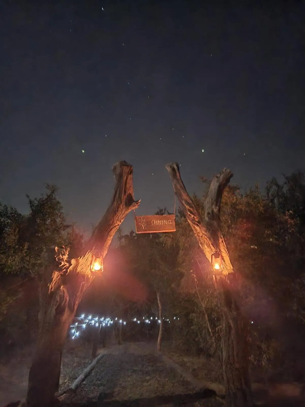 Sunset in The Wild Olive Tree Camp