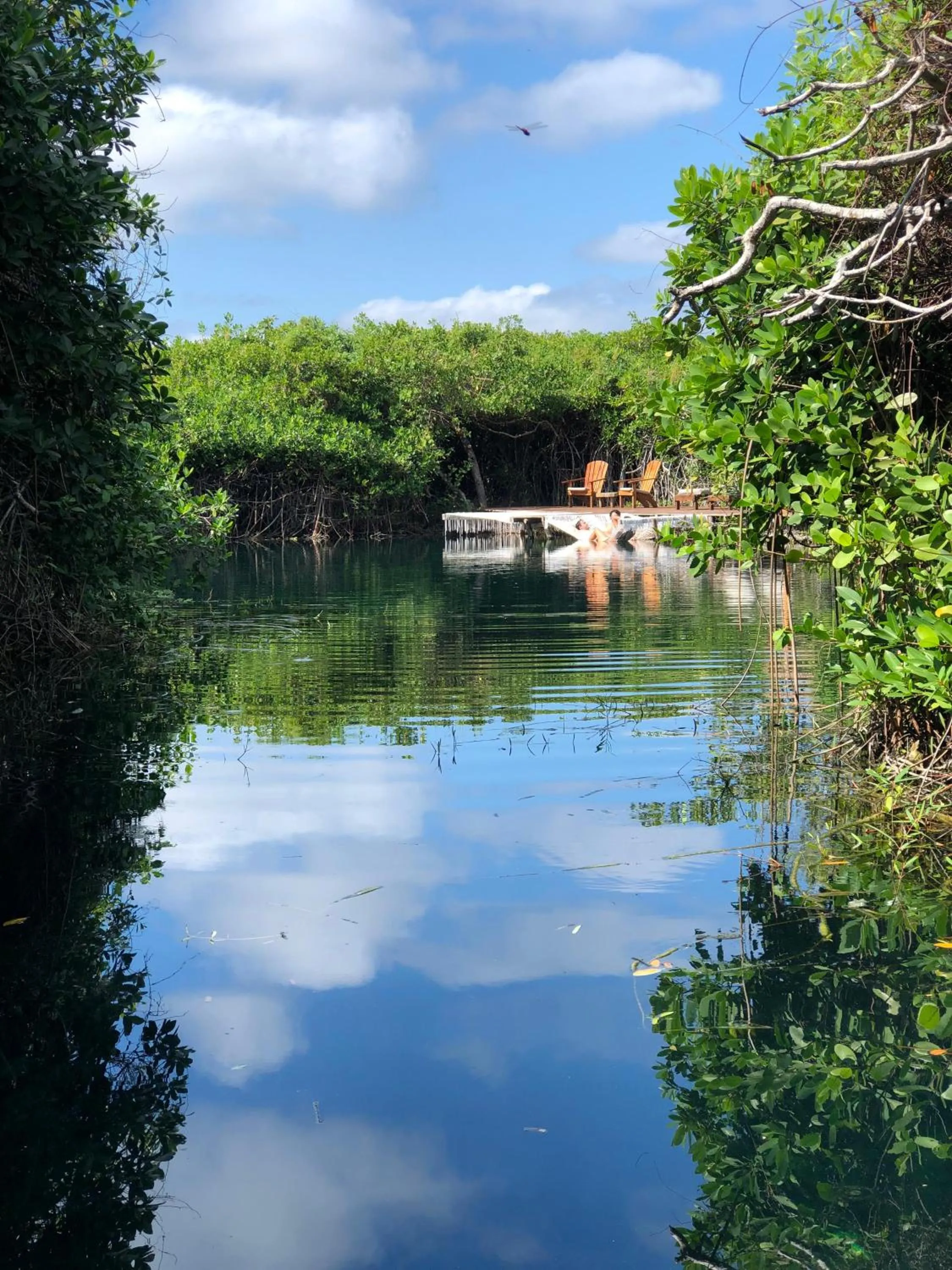 Natural landscape in Cabañas Tulum - Aldea Mangle & Cenote