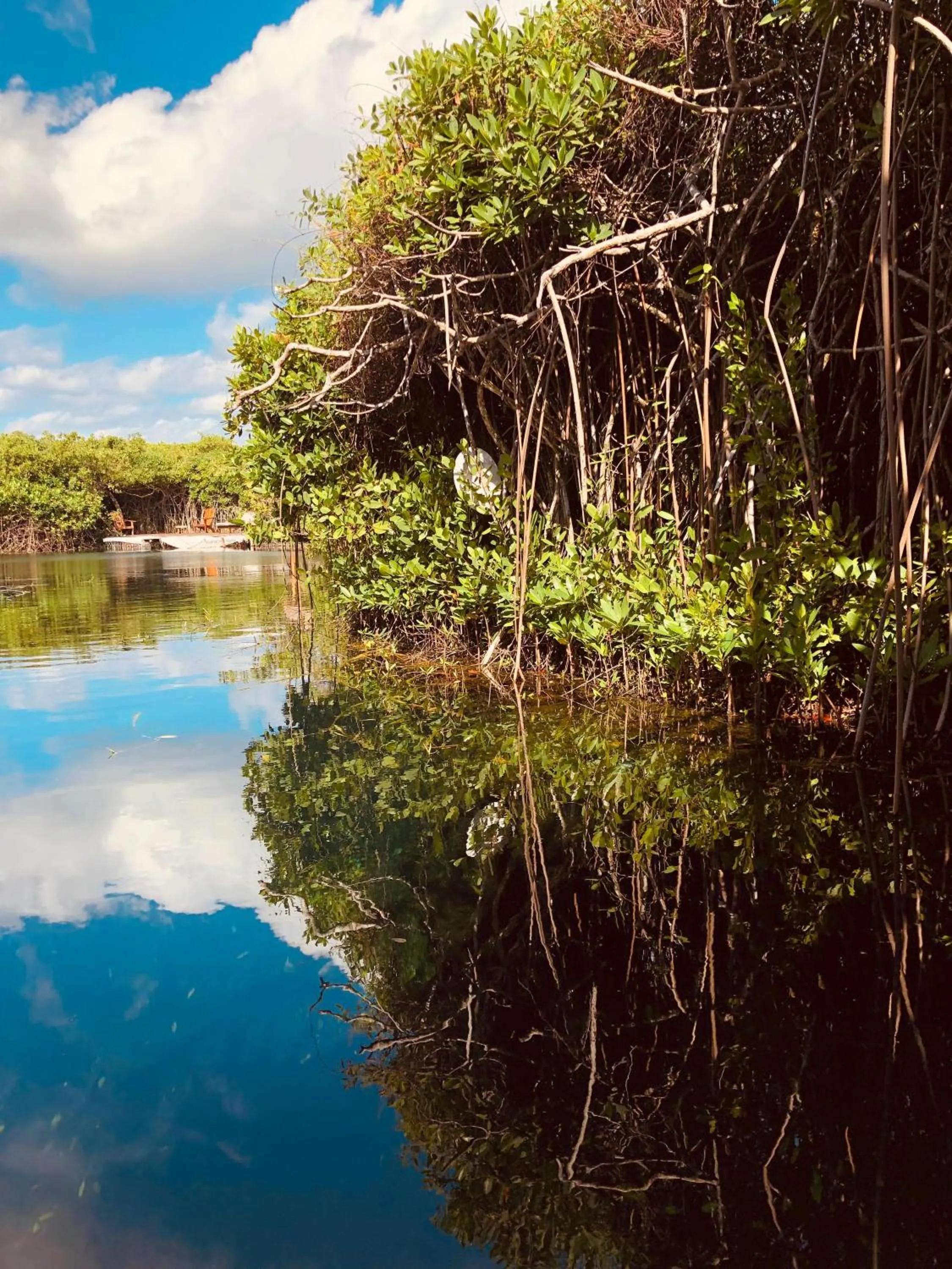 Day in Cabañas Tulum - Aldea Mangle & Cenote