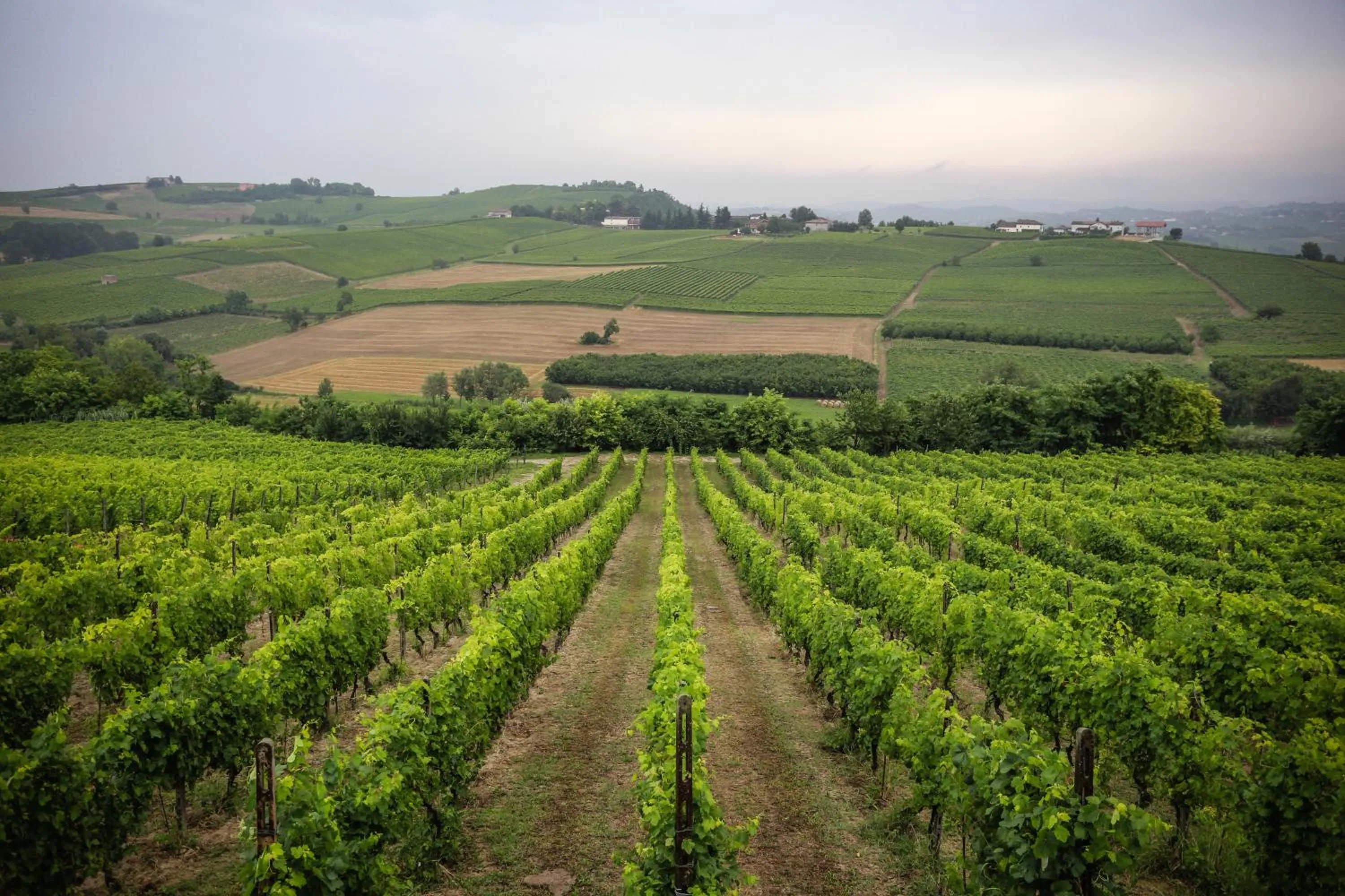 View (from property/room) in NaturalMente Wine Resort