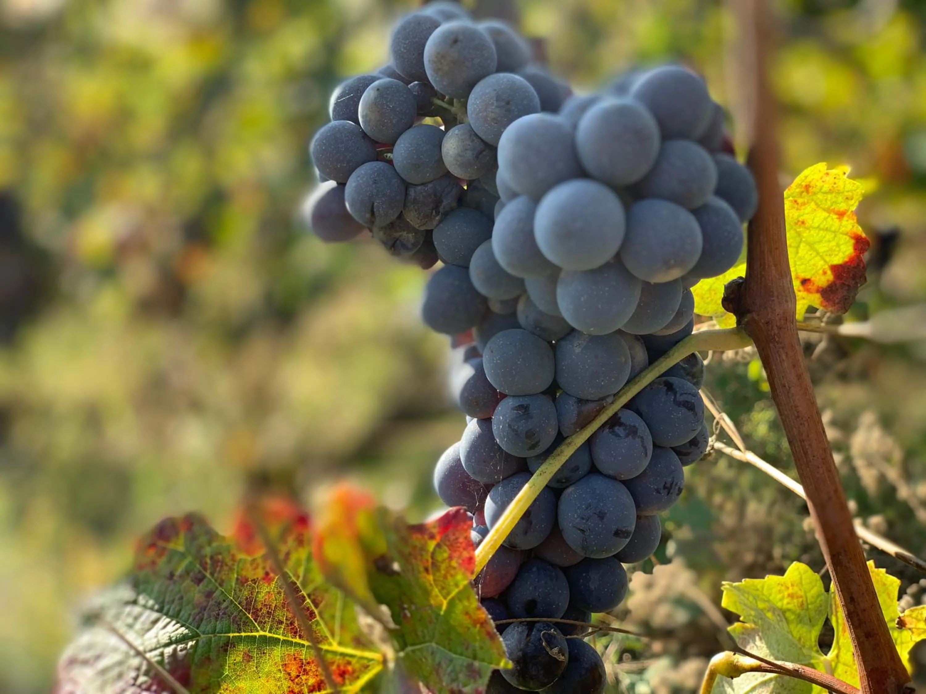 NaturalMente Wine Resort