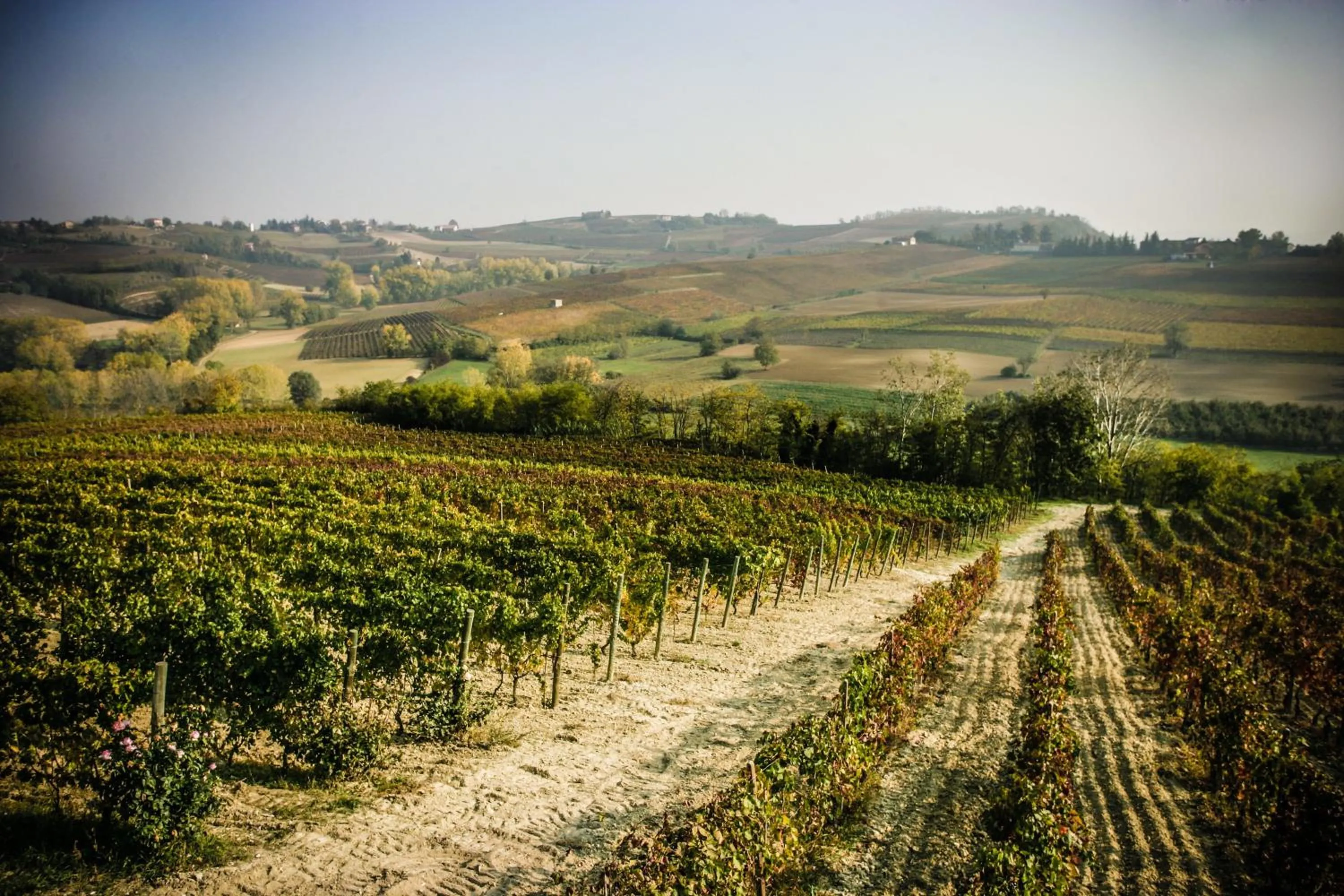 View (from property/room) in NaturalMente Wine Resort