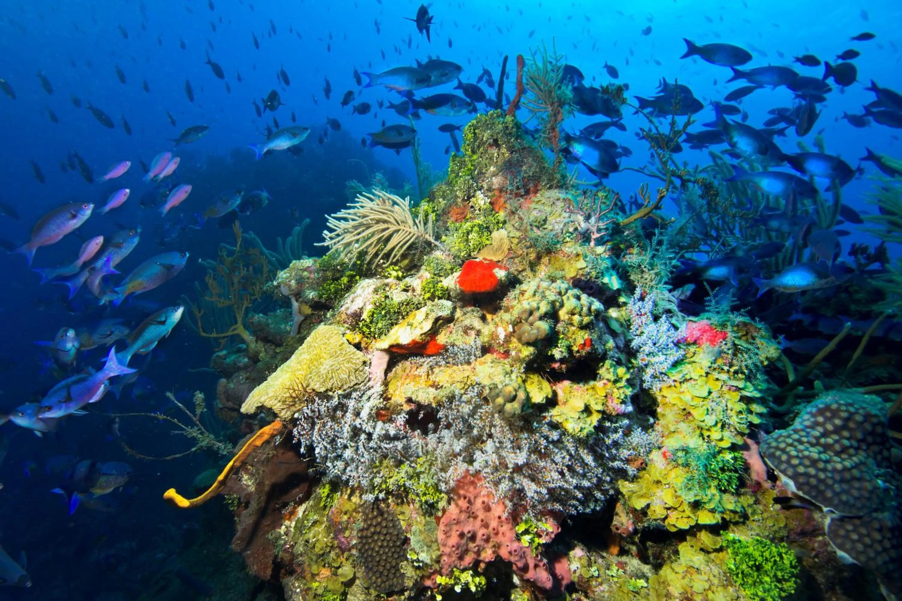 Snorkeling in Barefoot Cay Resort