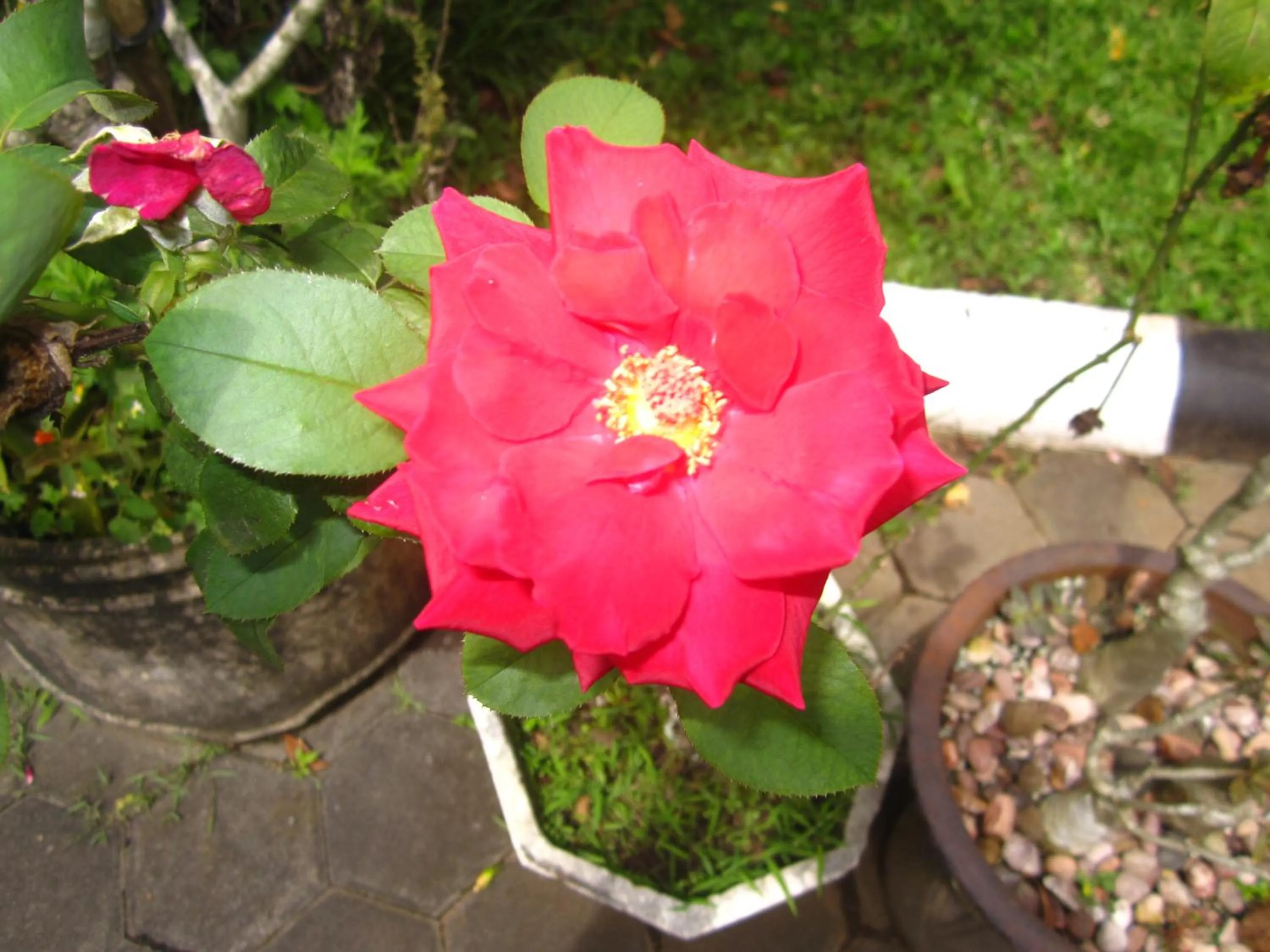 Garden view in Hotel Besar Purwokerto