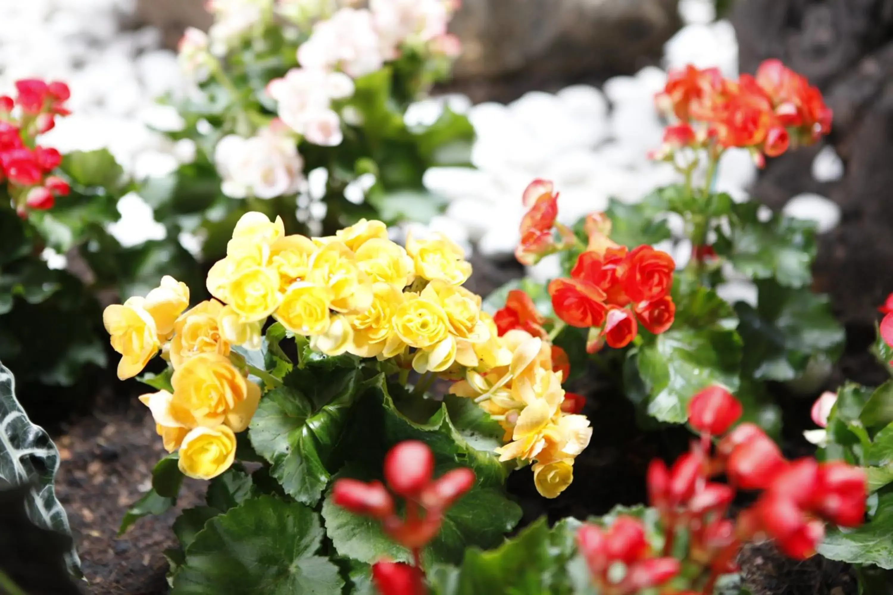 Euanjitt Chill House Euanjitt Chill House