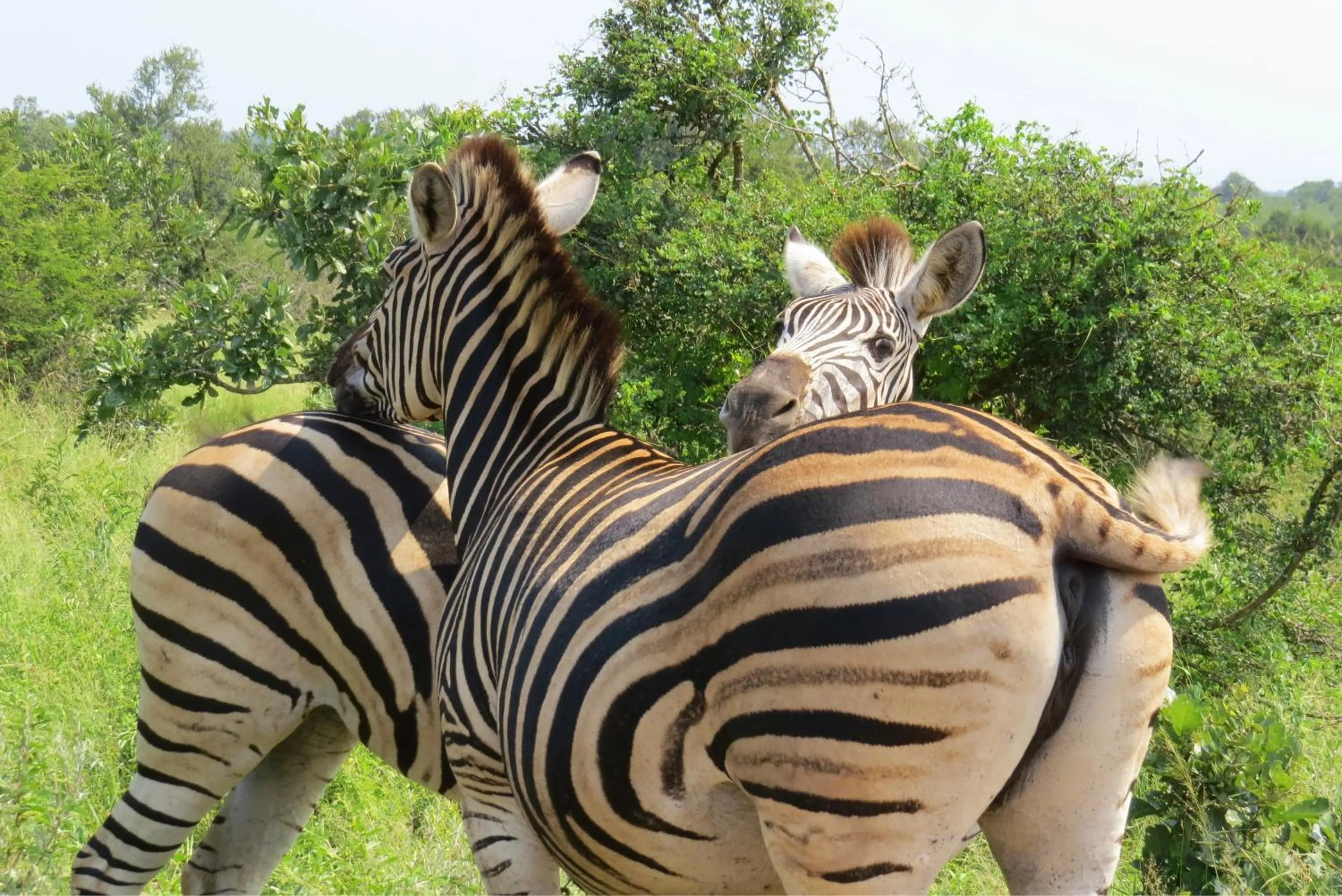 Animals in Crocodile Bridge Safari Lodge