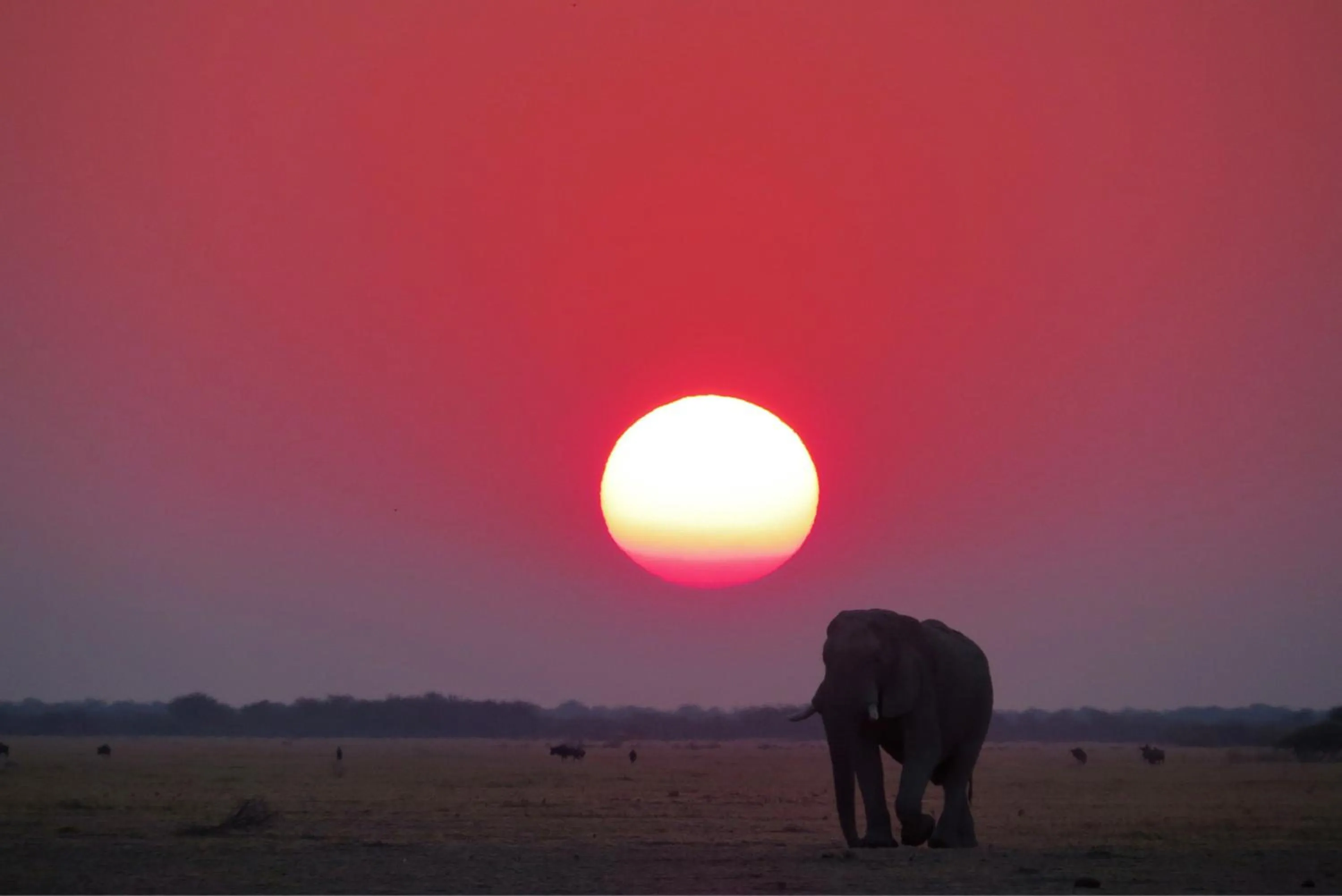 Animals in Crocodile Bridge Safari Lodge