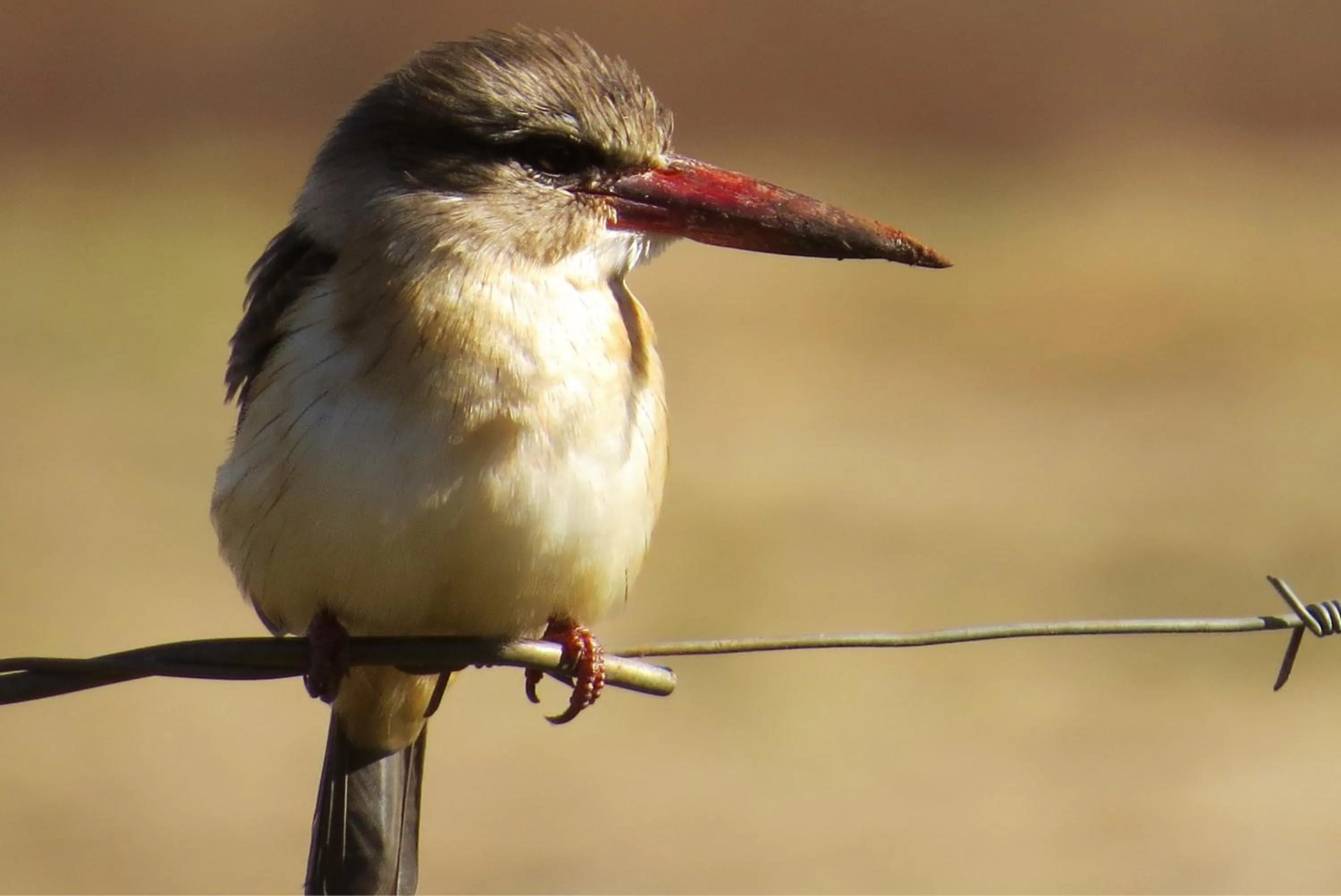 Animals in Crocodile Bridge Safari Lodge