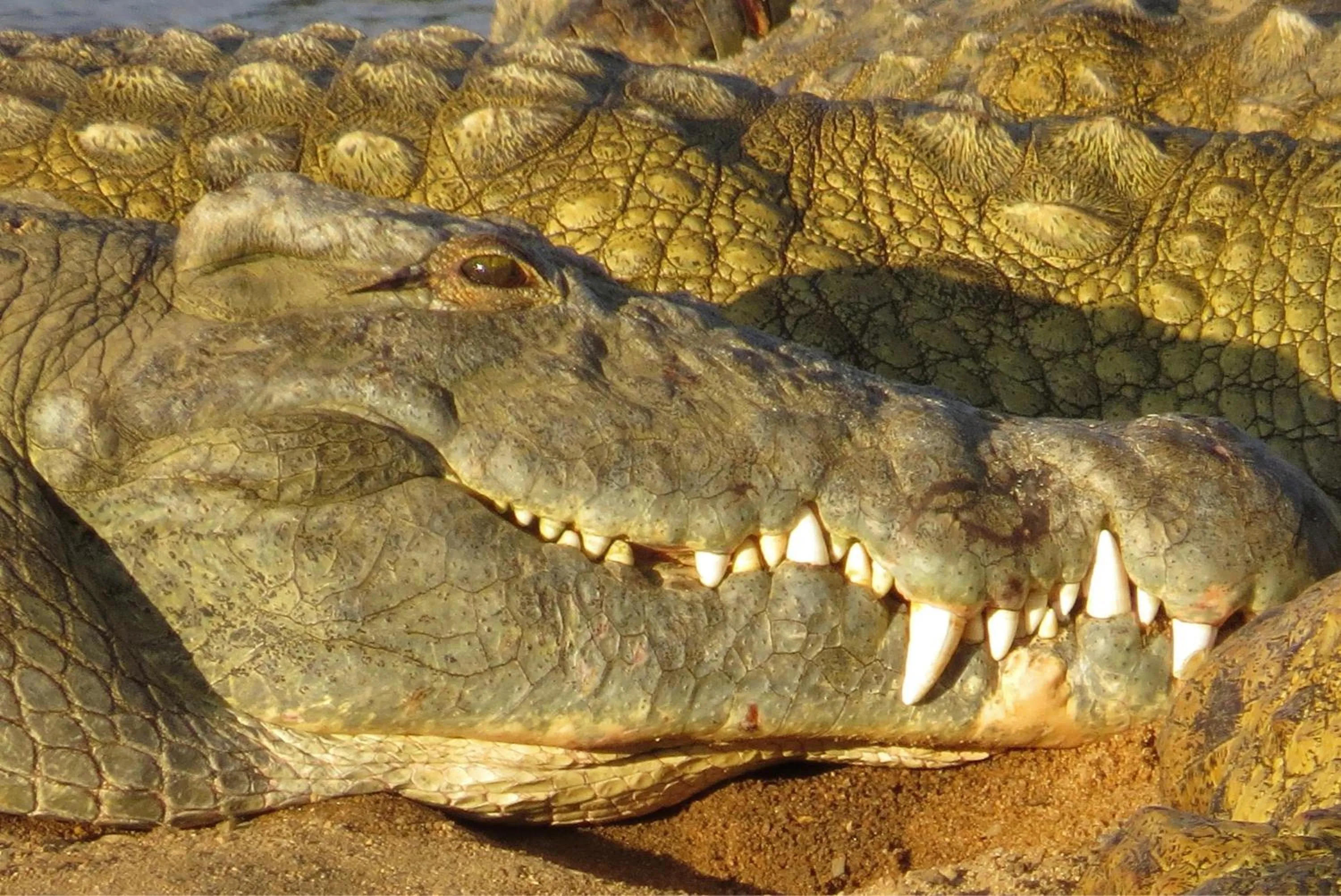 Animals in Crocodile Bridge Safari Lodge