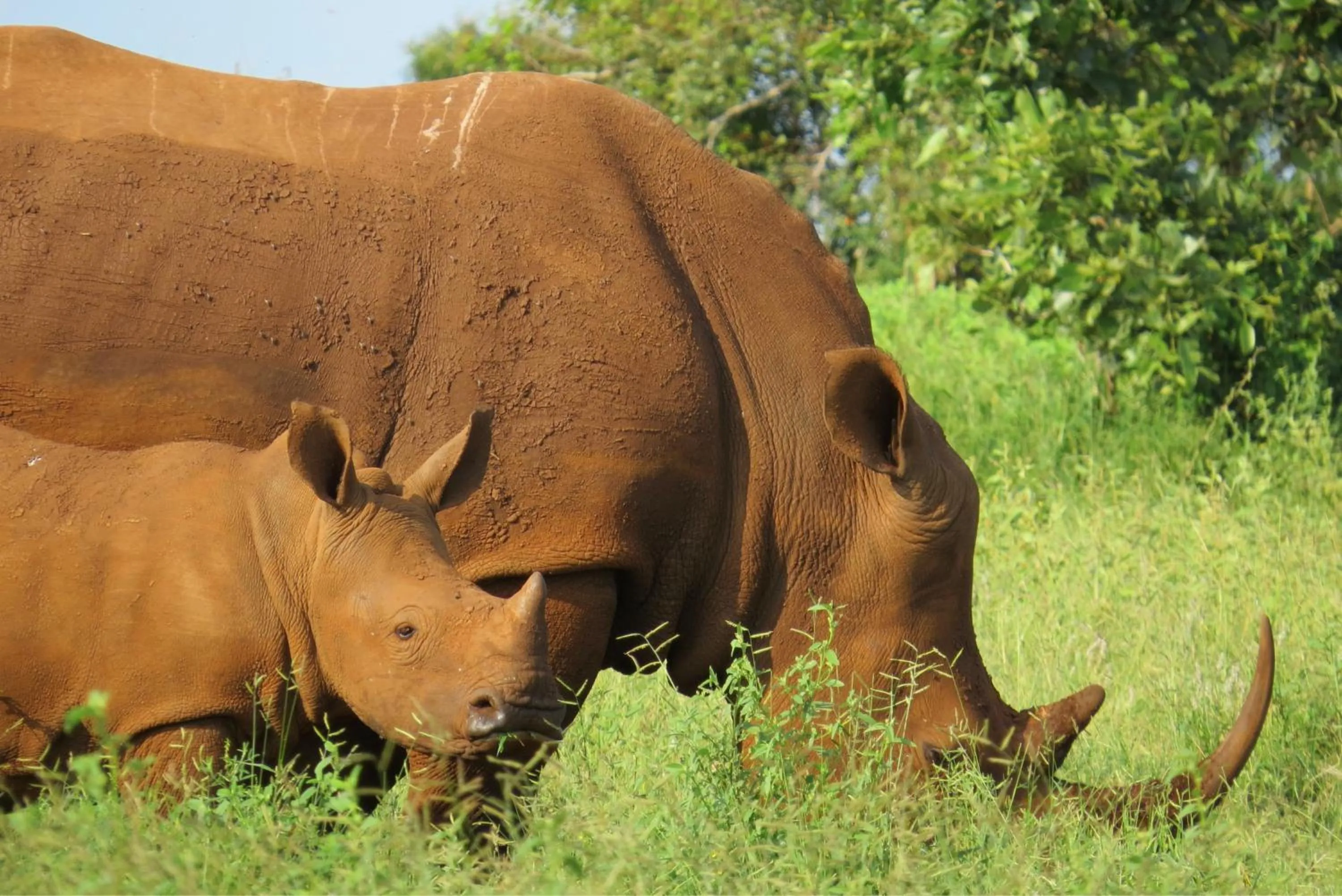 Animals in Crocodile Bridge Safari Lodge