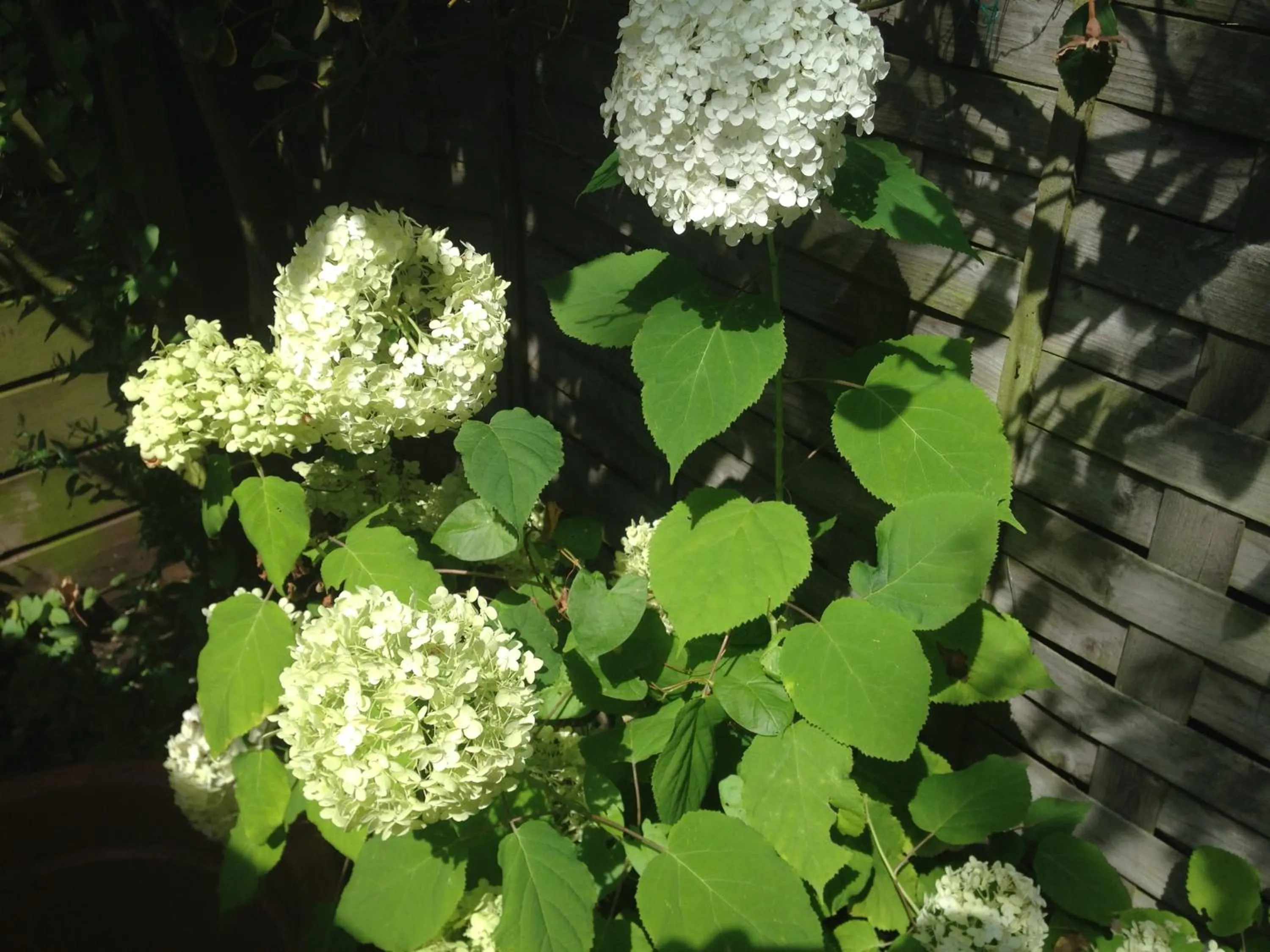 Garden in Bed & Breakfast Maria