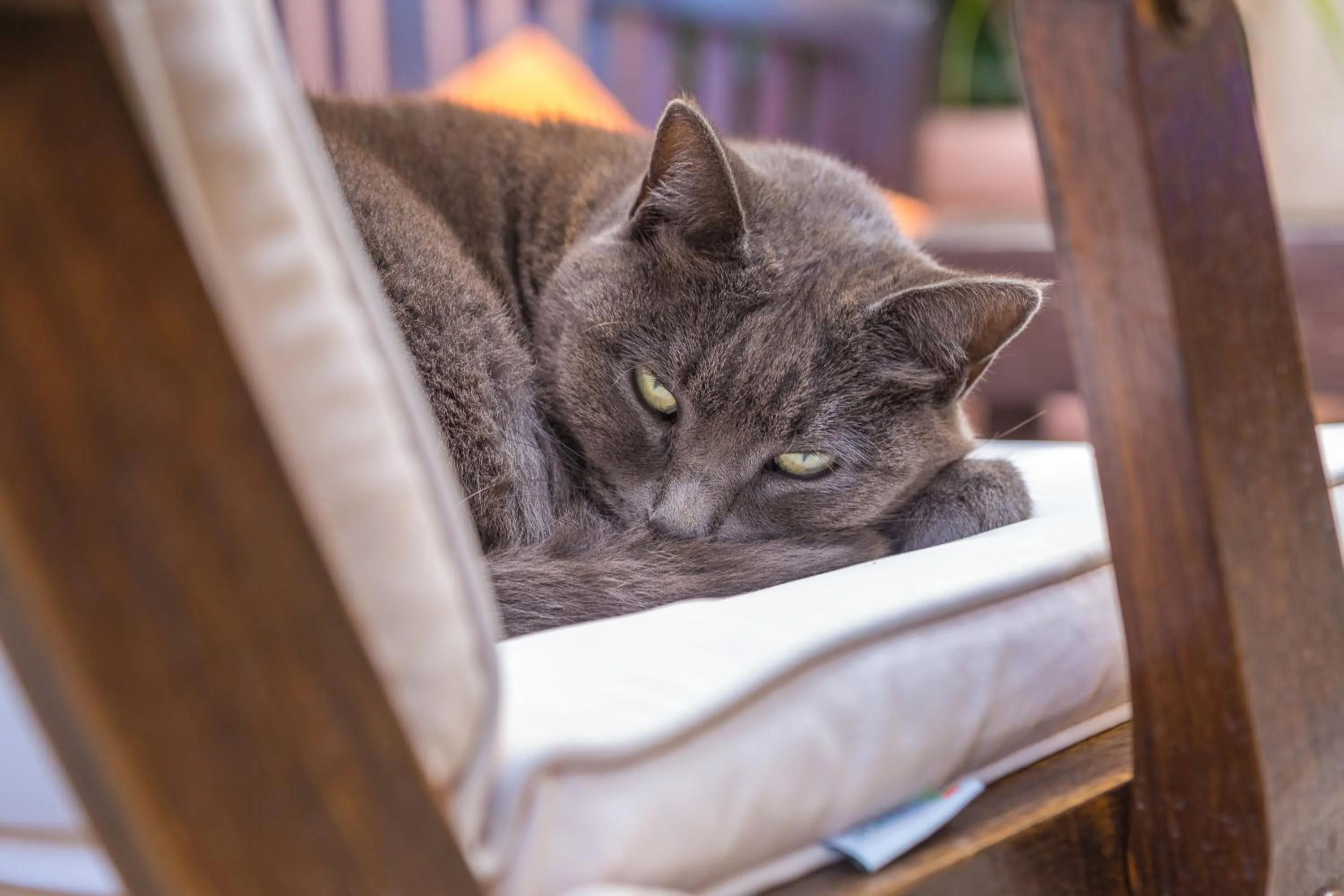 Pets in Orchid Corner Guesthouse