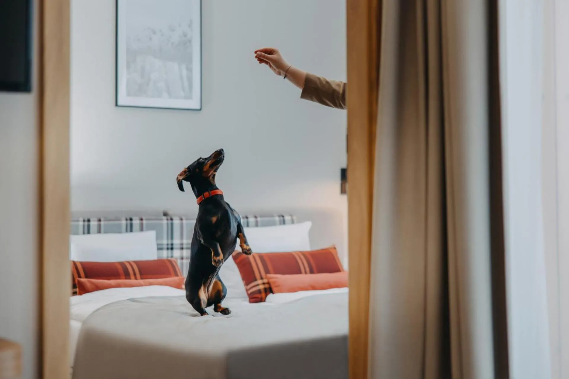 Animals, Bed in Green Adults