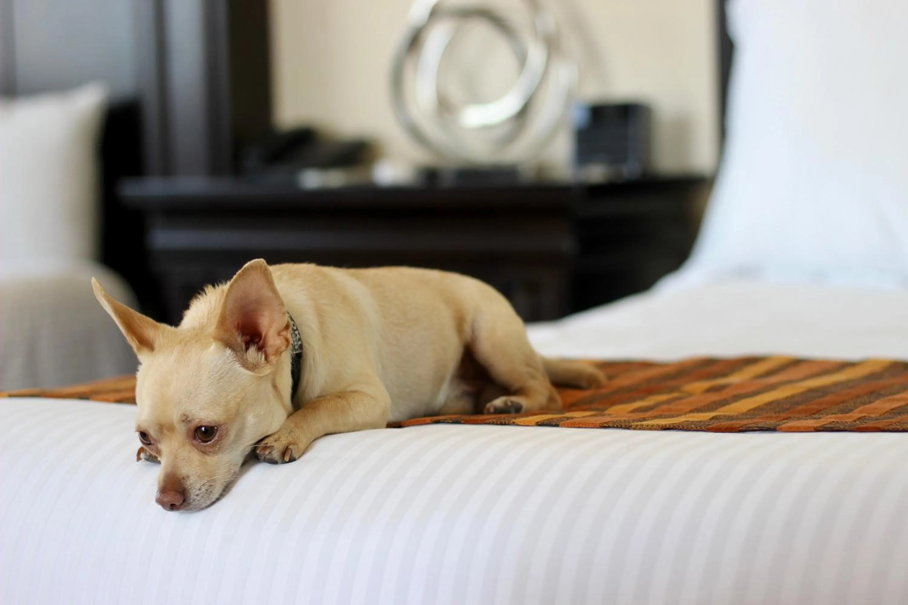 Pets, Bed in Hotel Stadium Leon