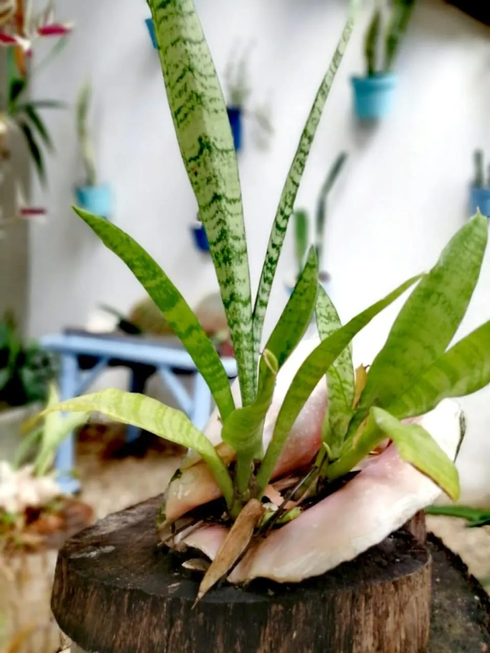 Hotel Jardin Mahahual