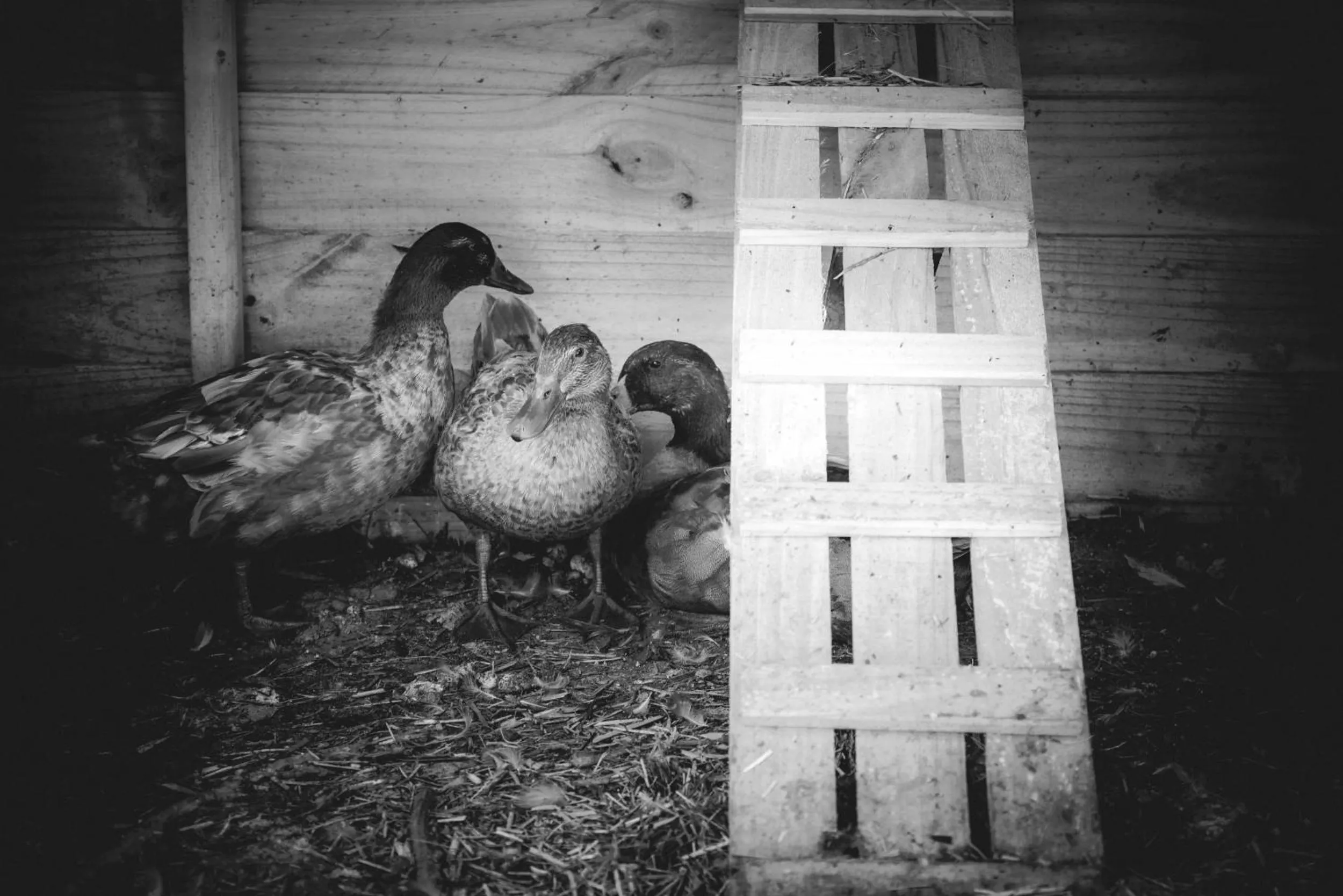 Animals in Belle Le Vie