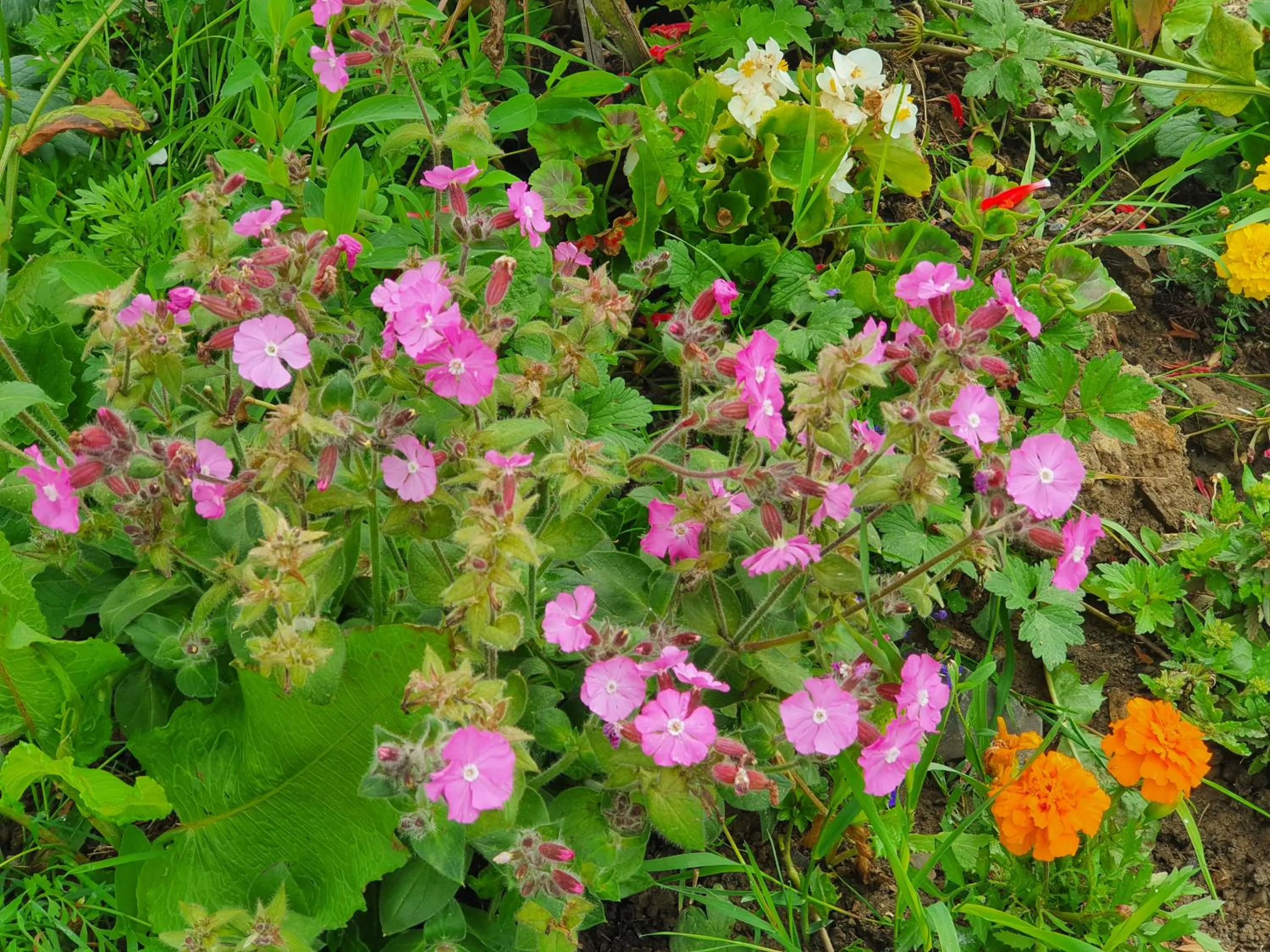 Garden in Double Decker Bus on an Alpaca Farm sleeps 8