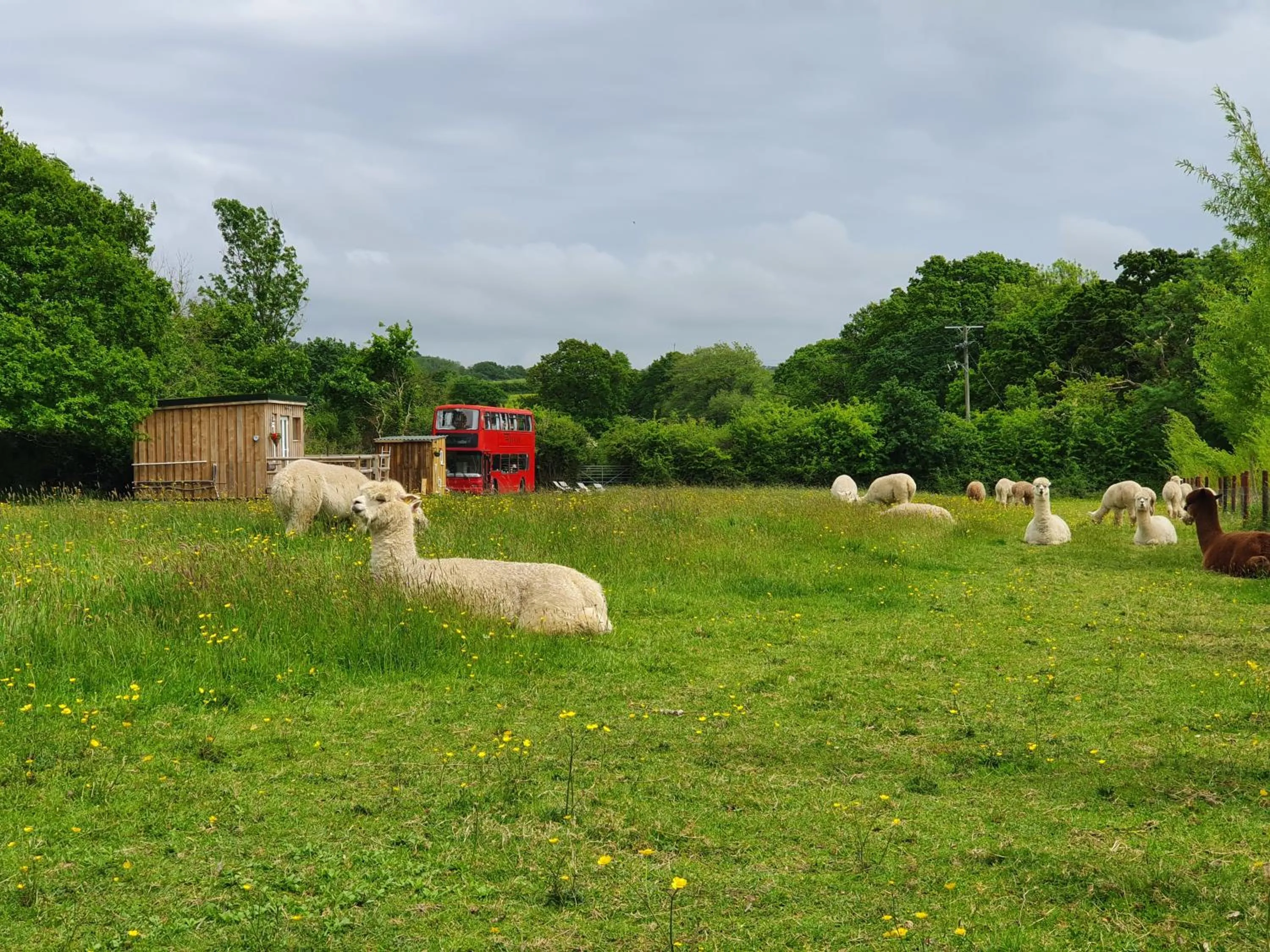 Garden in Double Decker Bus on an Alpaca Farm sleeps 8