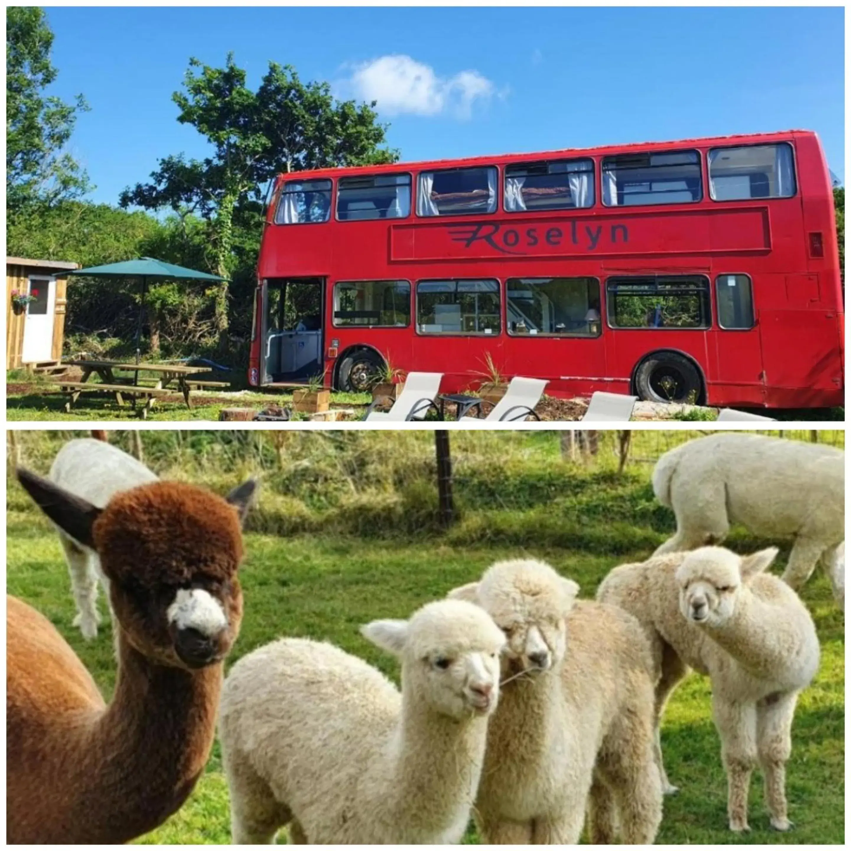 Double Decker Bus on an Alpaca Farm sleeps 8 Double Decker Bus on an Alpaca Farm sleeps 8