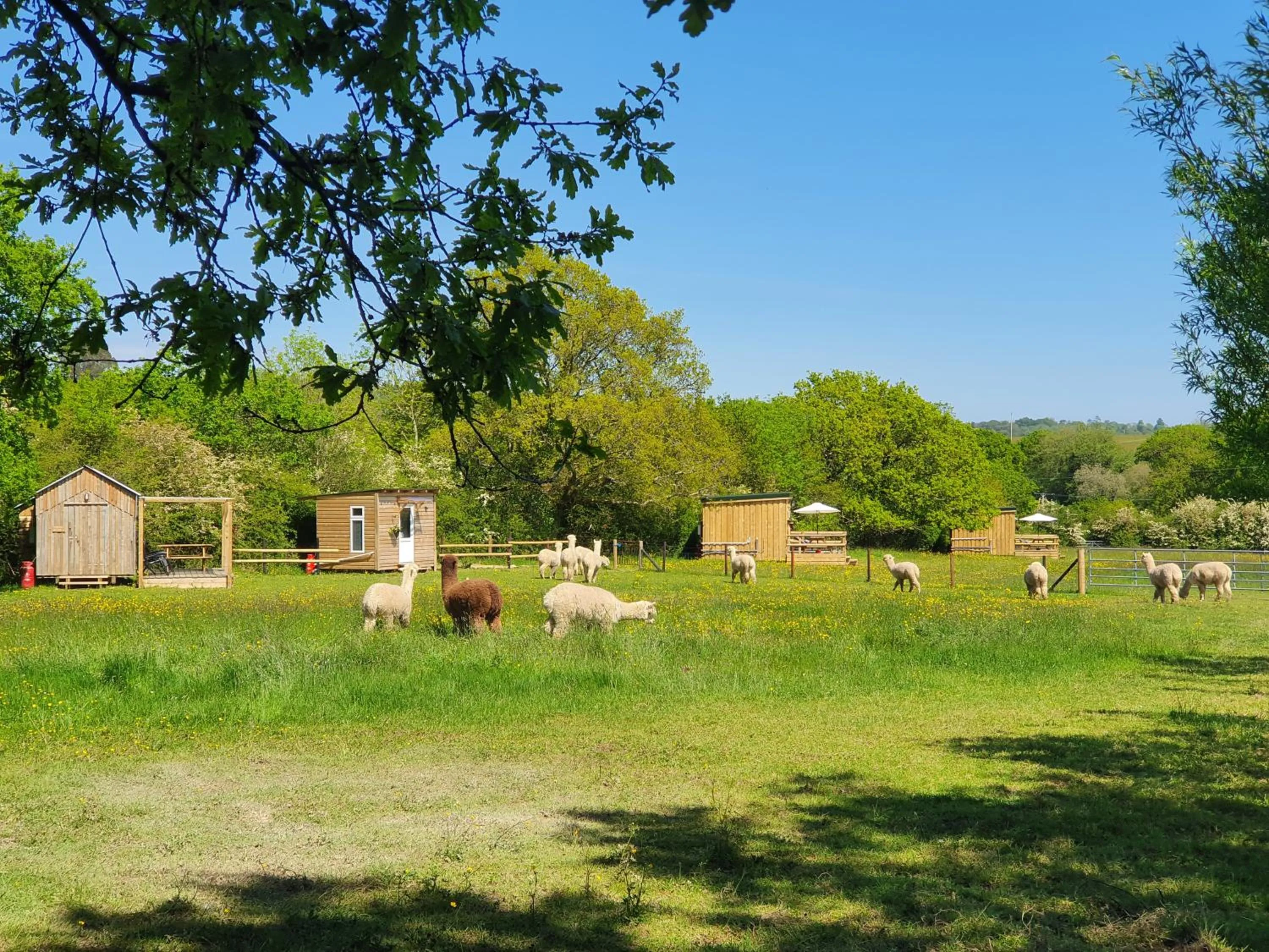 Property building in Double Decker Bus on an Alpaca Farm sleeps 8