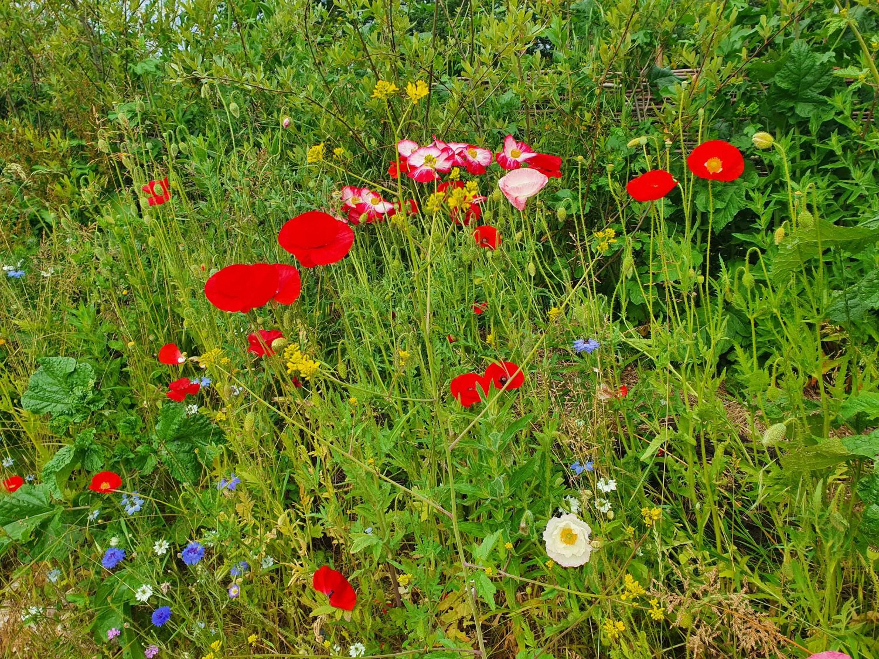 Garden in Double Decker Bus on an Alpaca Farm sleeps 8