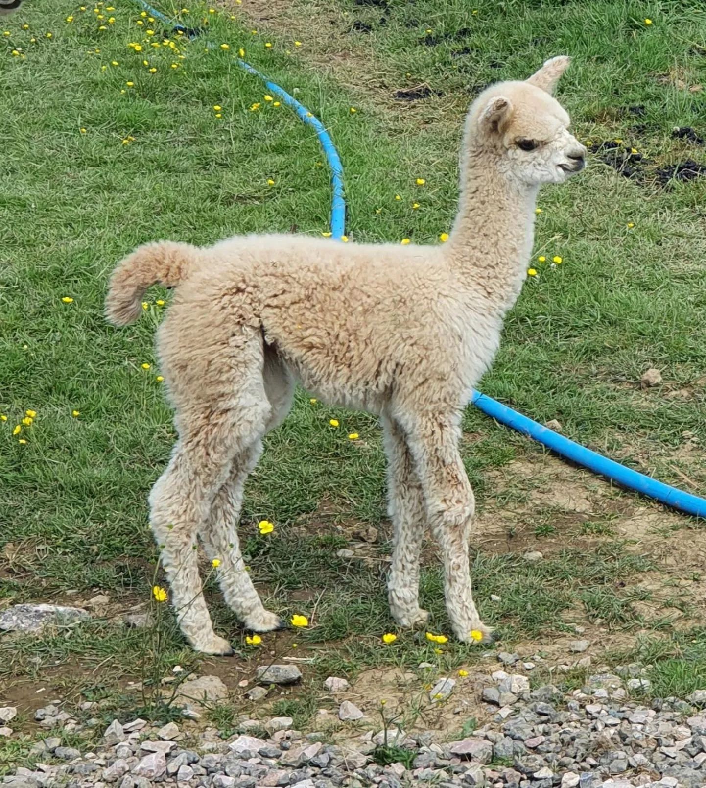 Natural landscape in Double Decker Bus on an Alpaca Farm sleeps 8