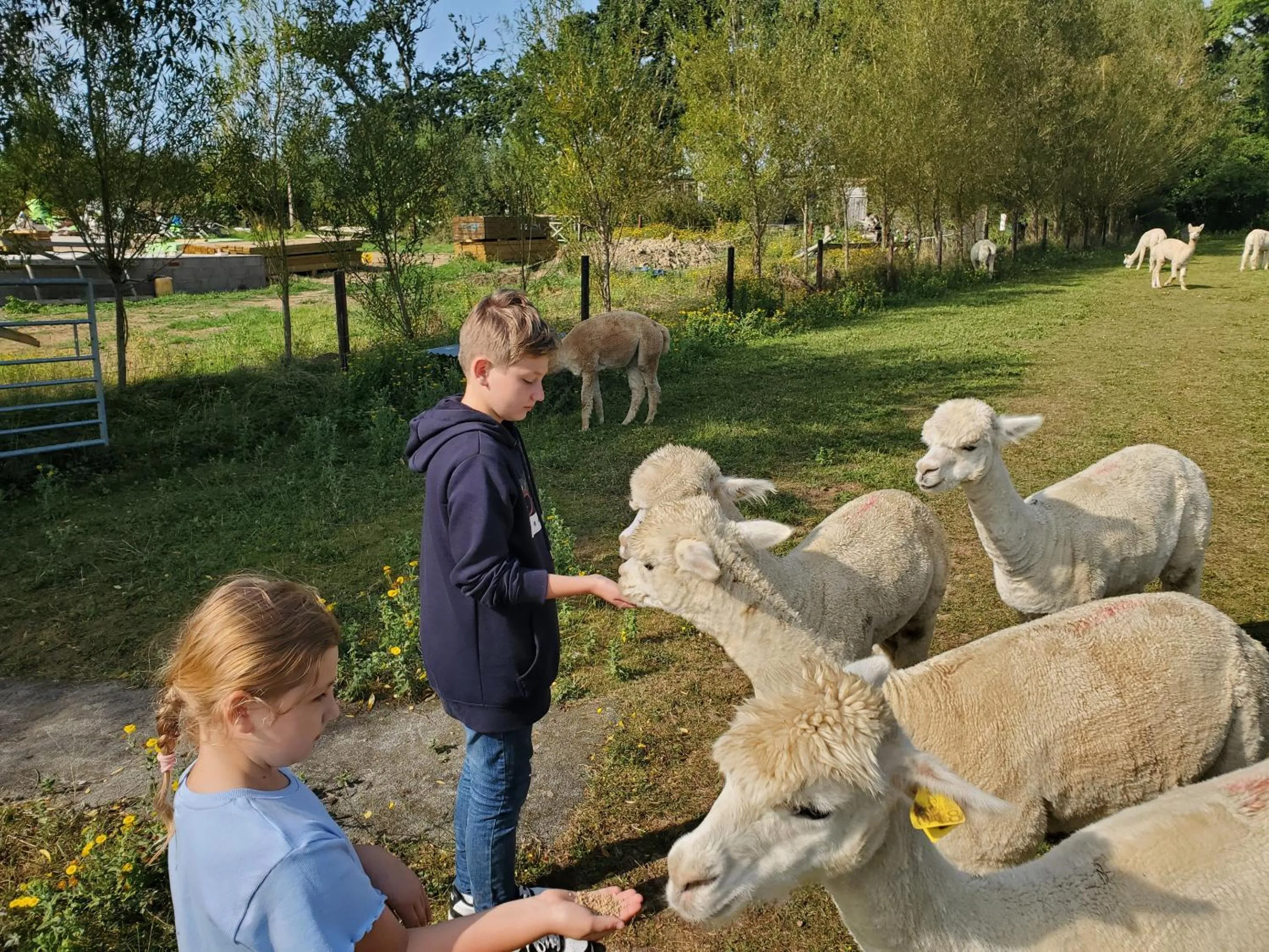 Activities in Double Decker Bus on an Alpaca Farm sleeps 8