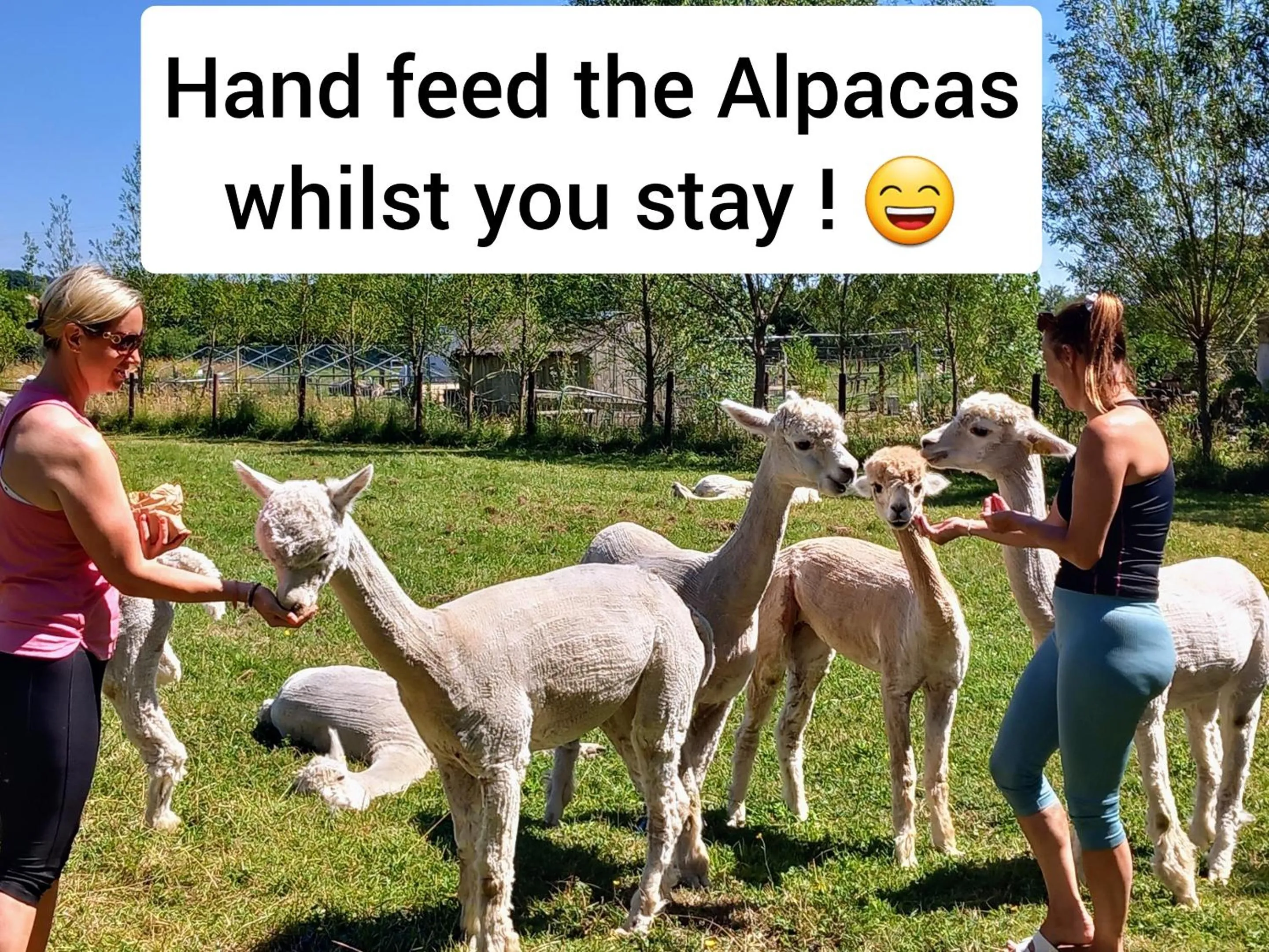 Activities in Double Decker Bus on an Alpaca Farm sleeps 8