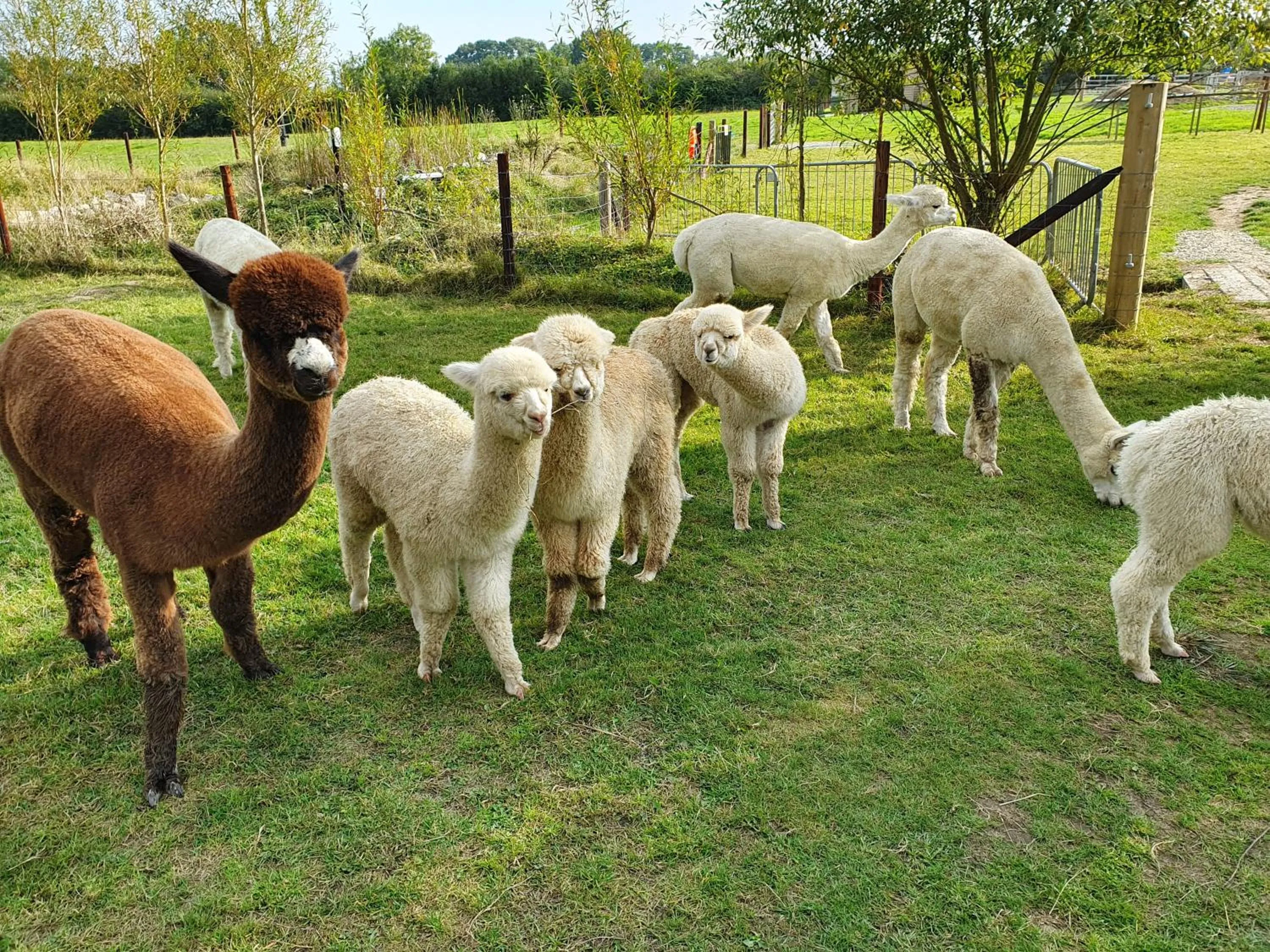 Natural landscape in Double Decker Bus on an Alpaca Farm sleeps 8