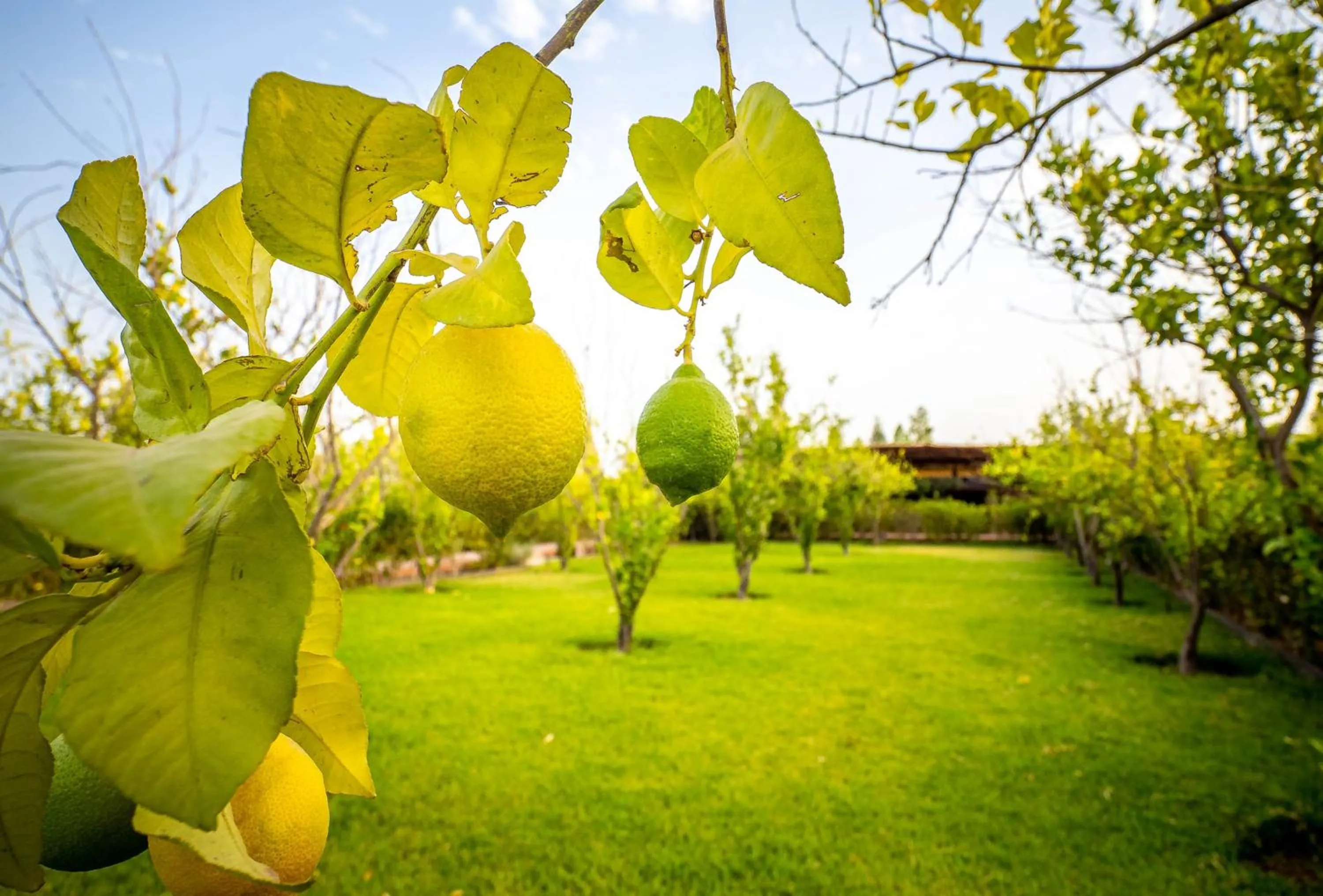 Spring in The Lemonary Marrakech