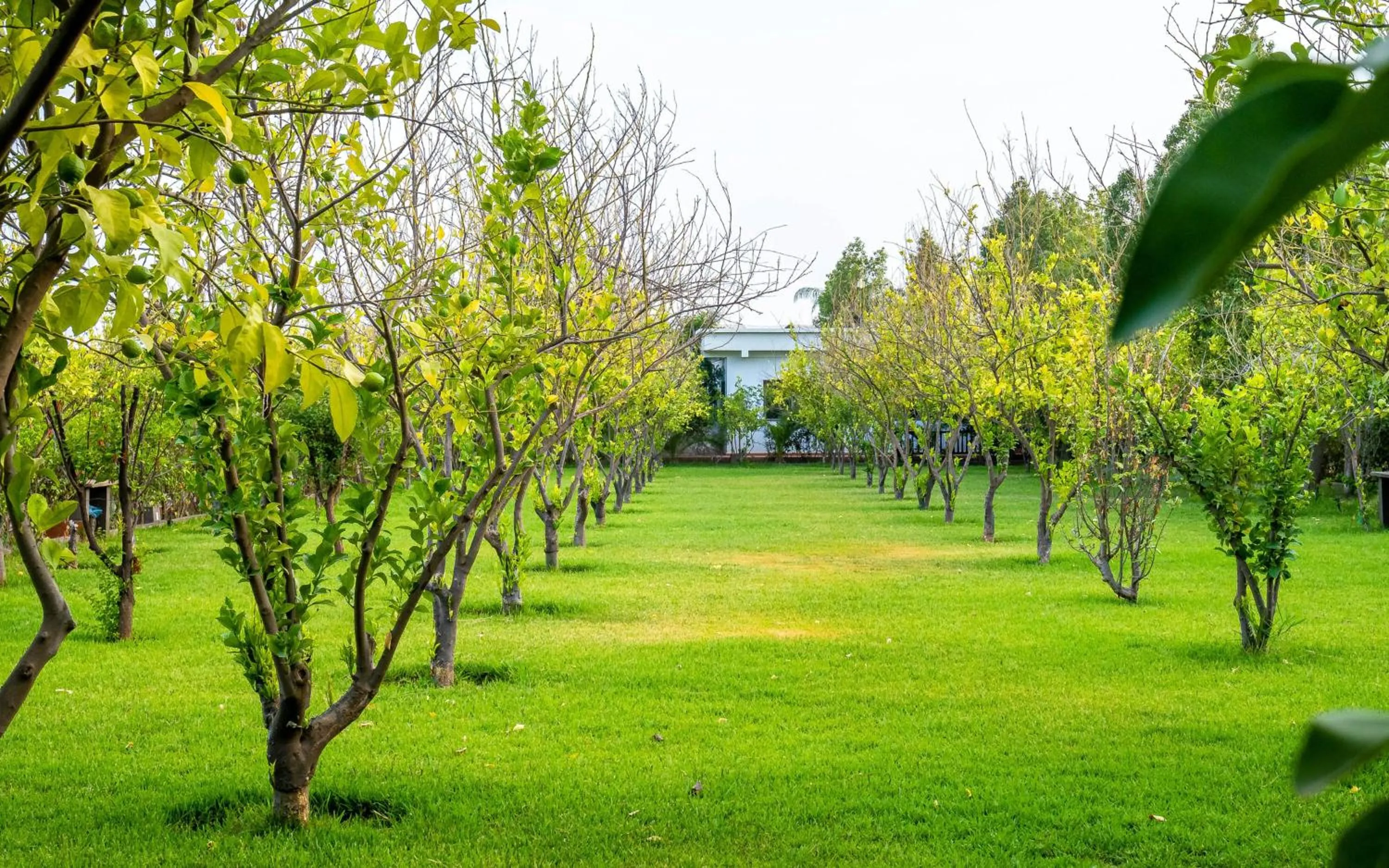 Spring in The Lemonary Marrakech