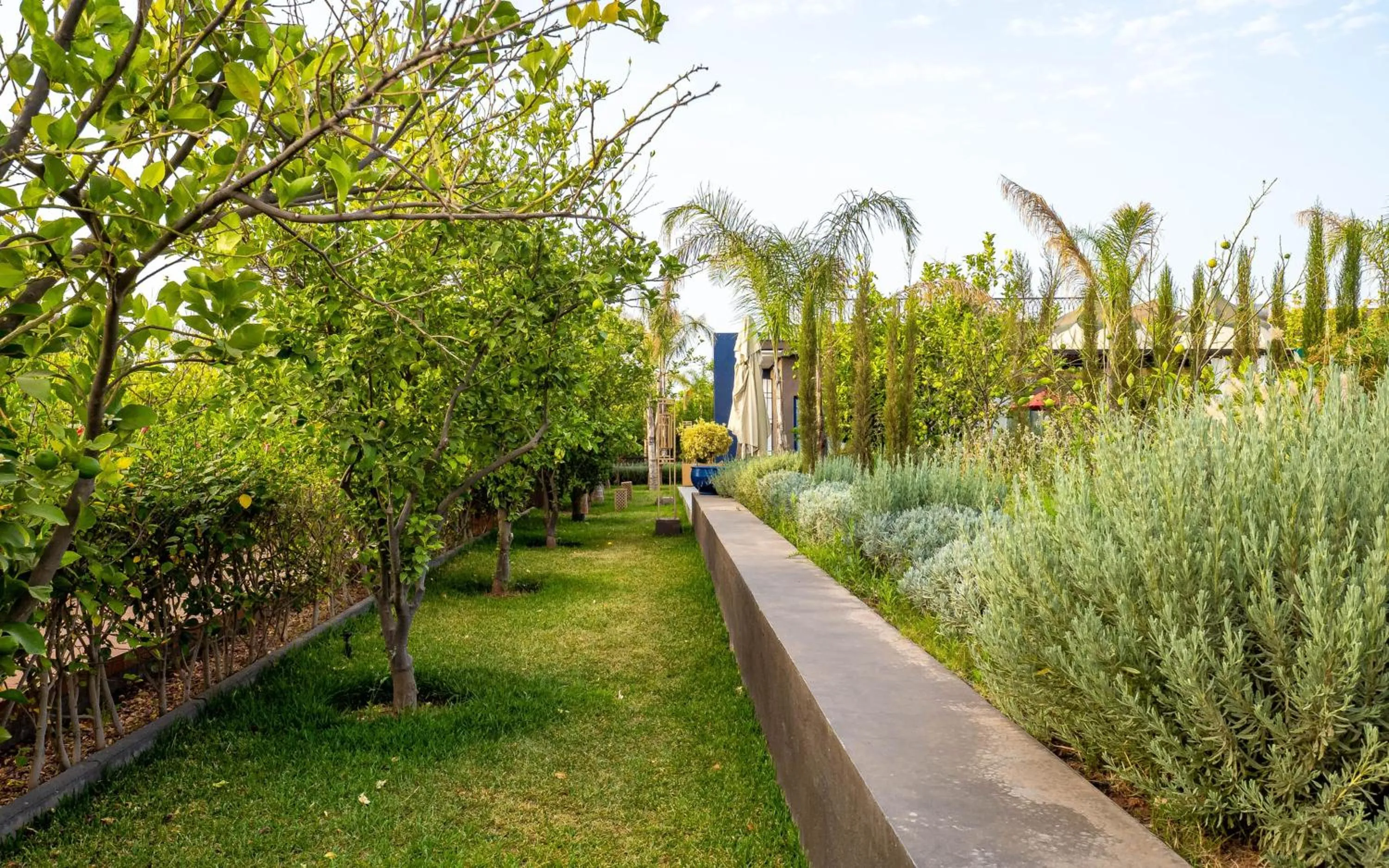 Spring in The Lemonary Marrakech